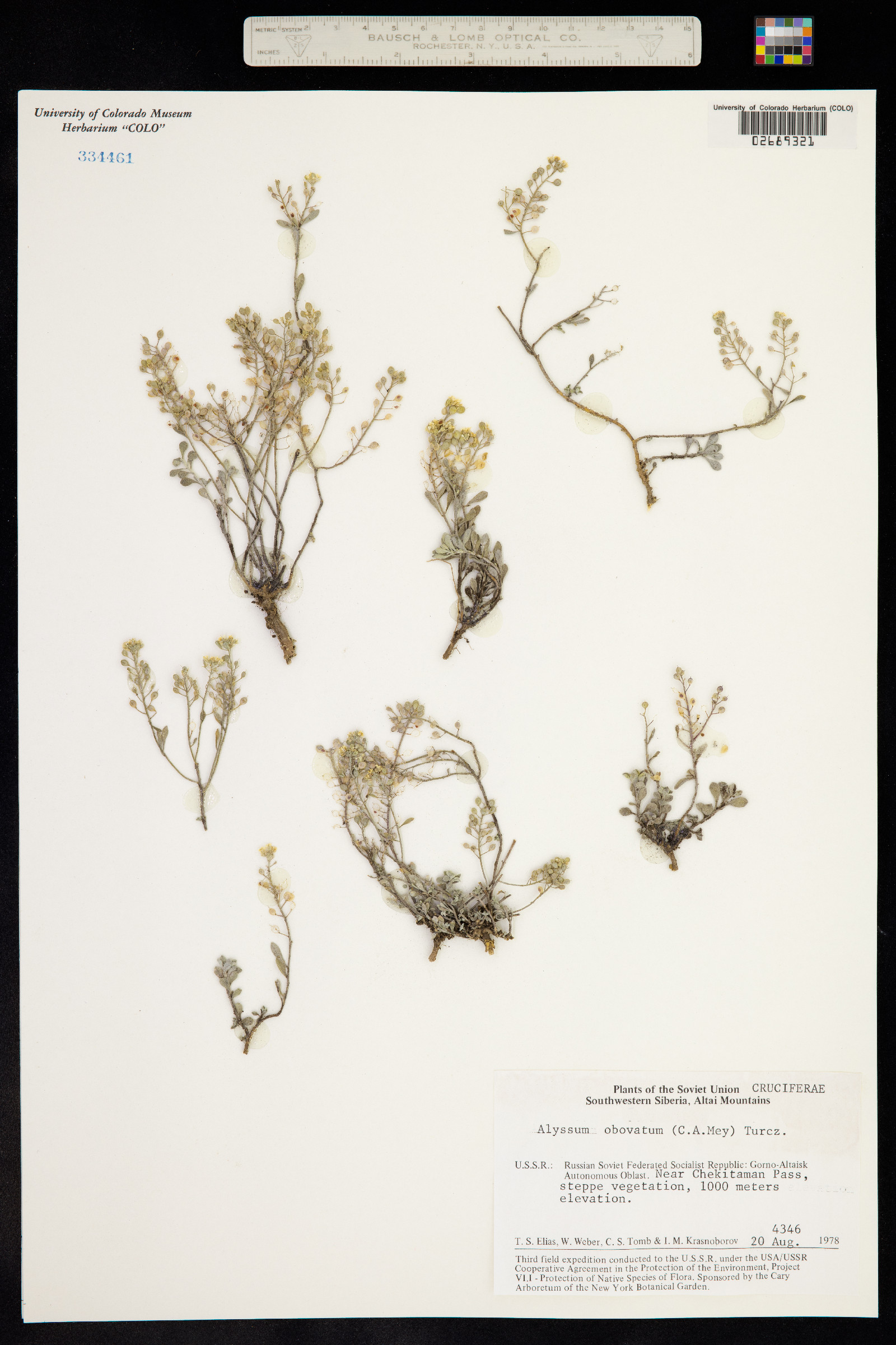 Alyssum obovatum image