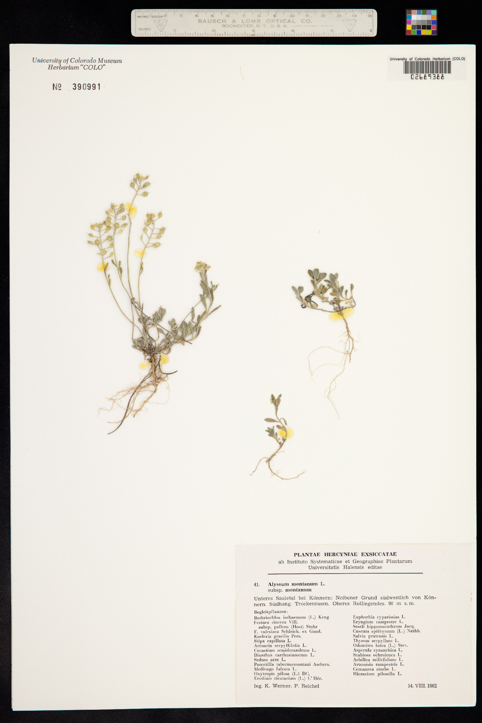 Alyssum montanum image
