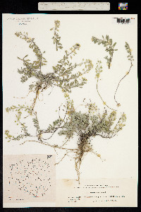 Alyssum montanum image