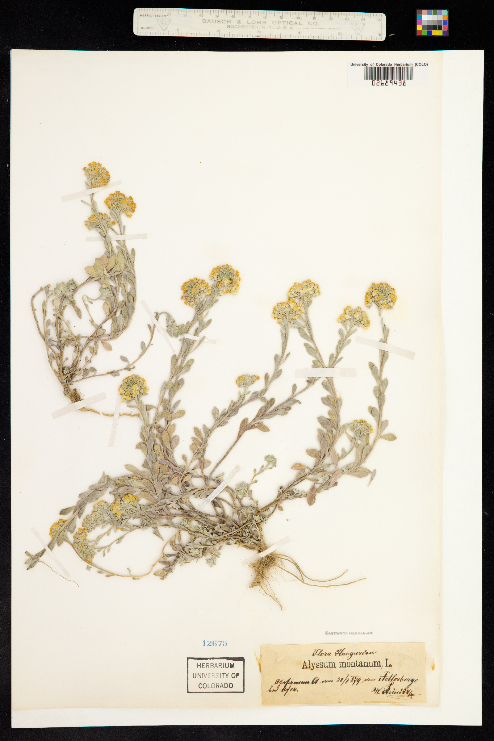 Alyssum montanum image