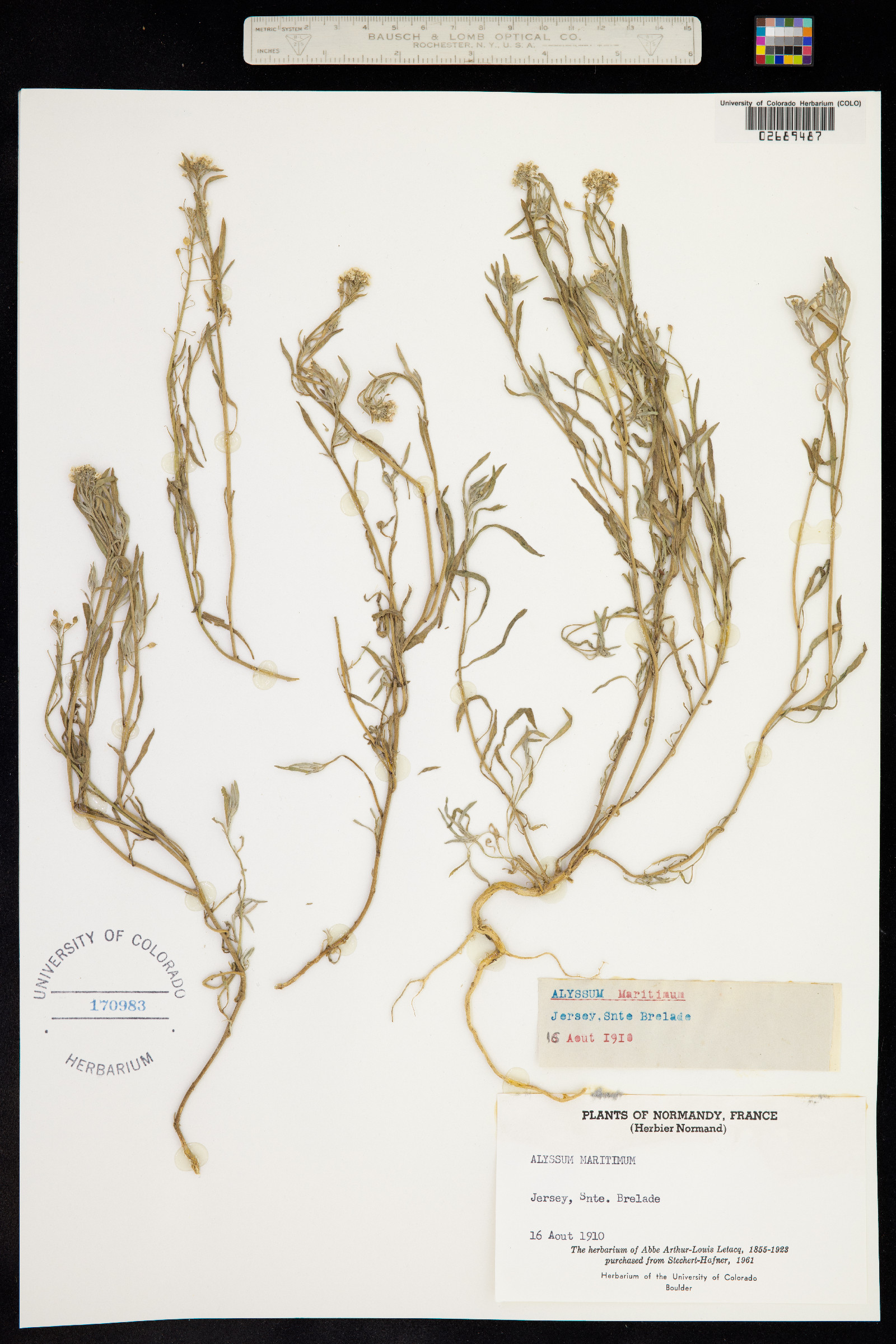 Lobularia maritima image