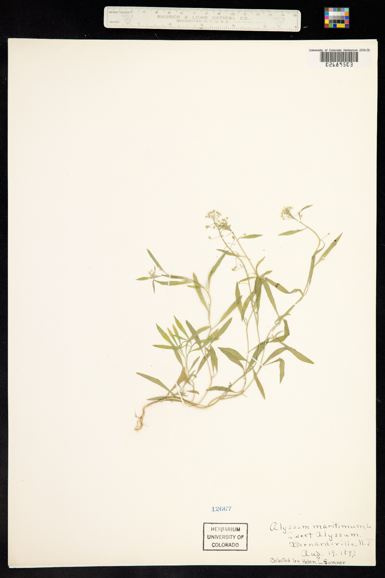 Lobularia maritima image