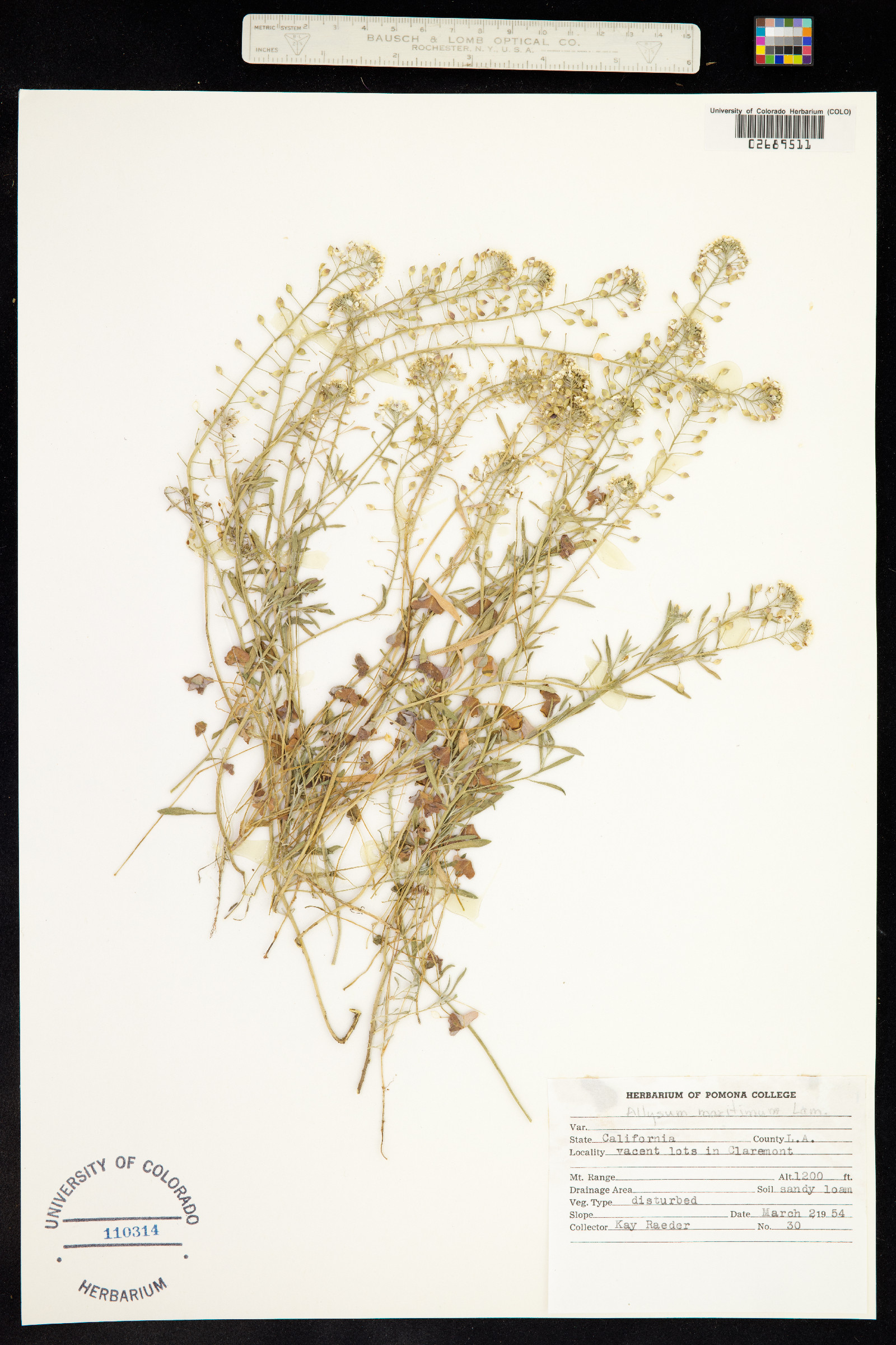 Lobularia maritima image