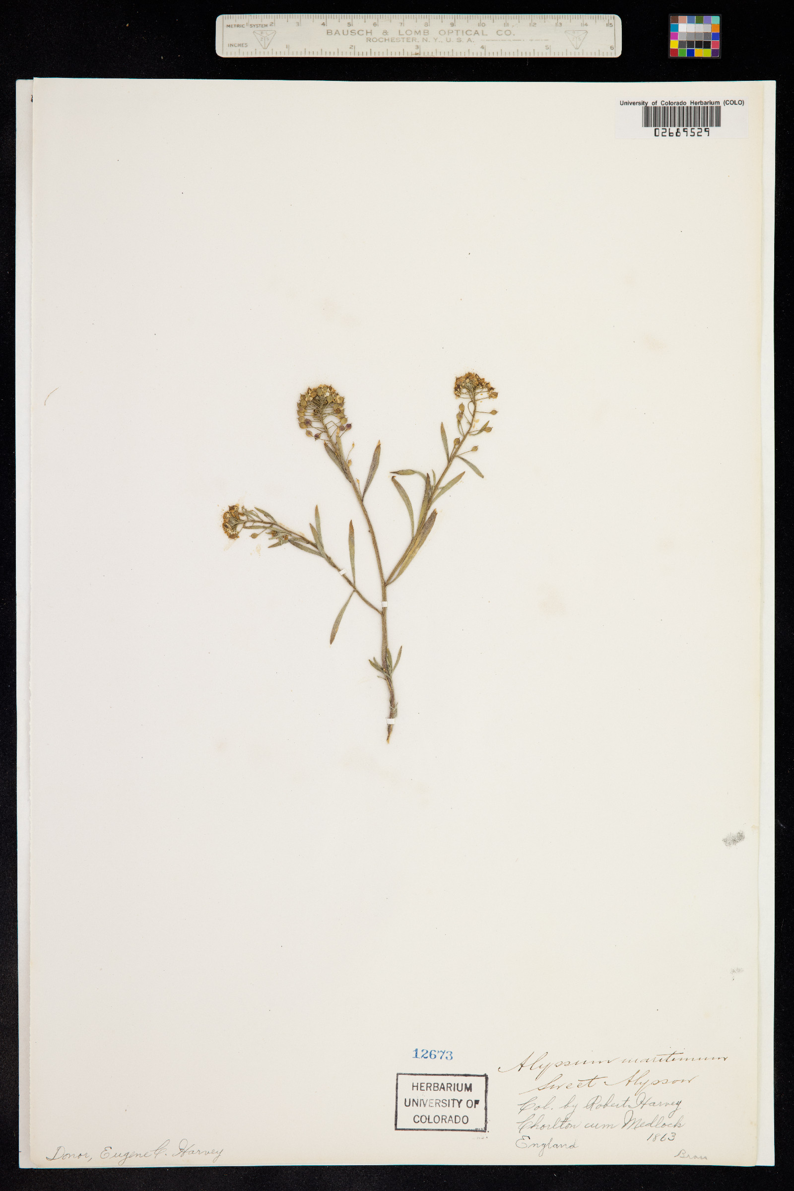 Lobularia maritima image