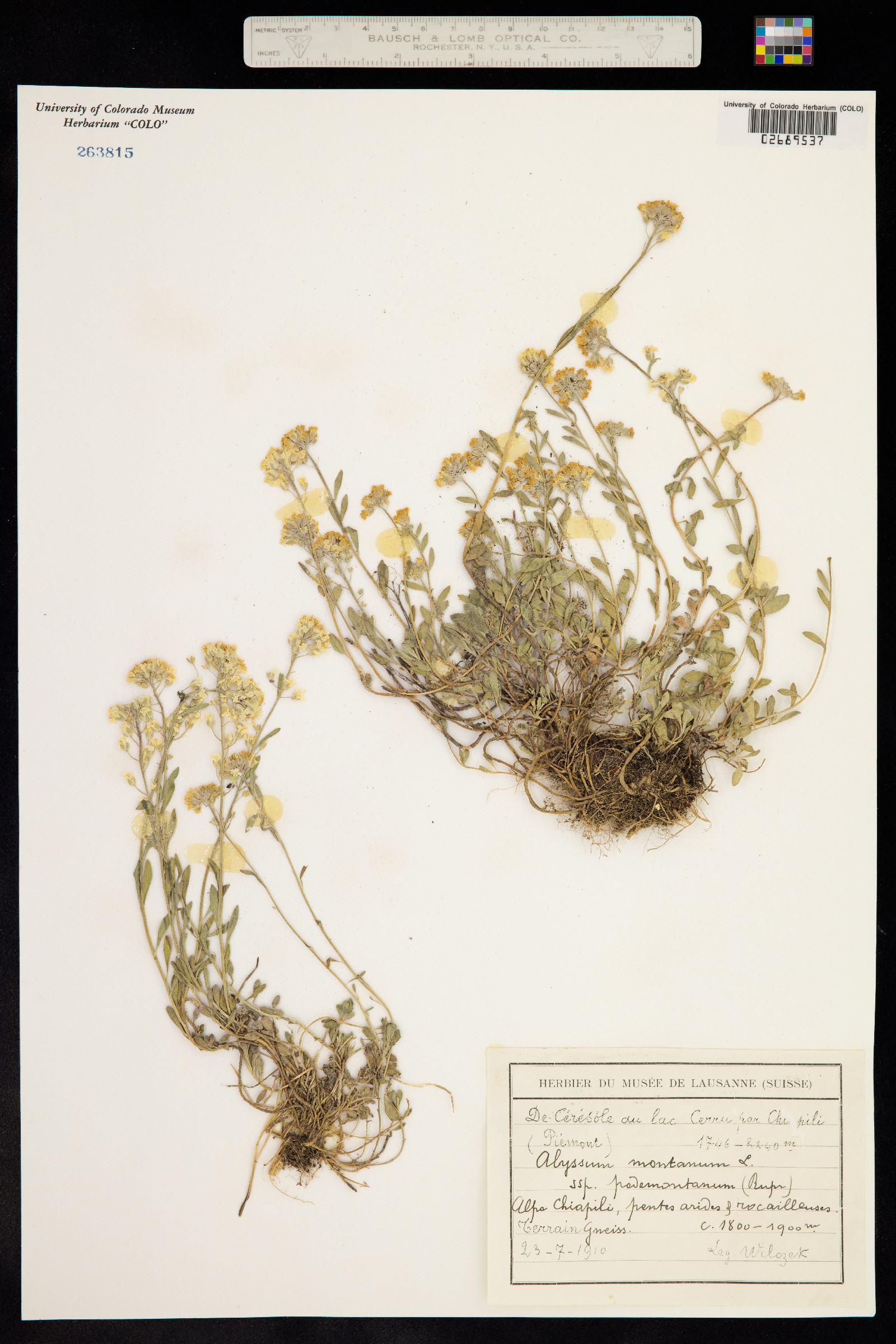 Alyssum montanum image