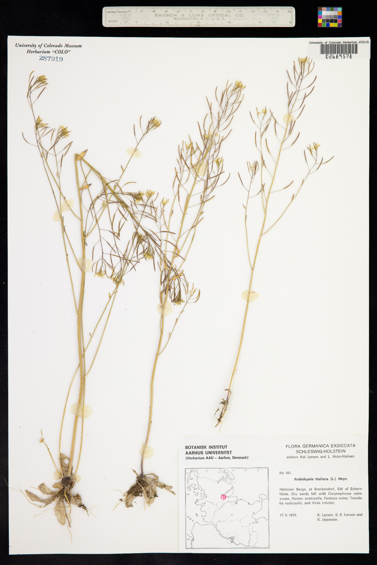 Arabidopsis thaliana image