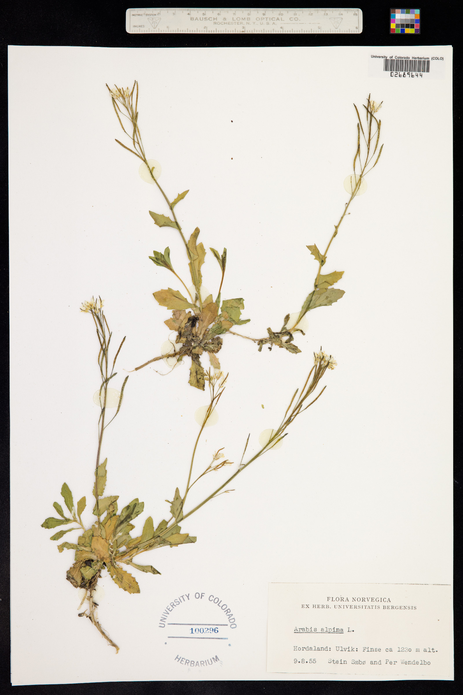 Arabis alpina image