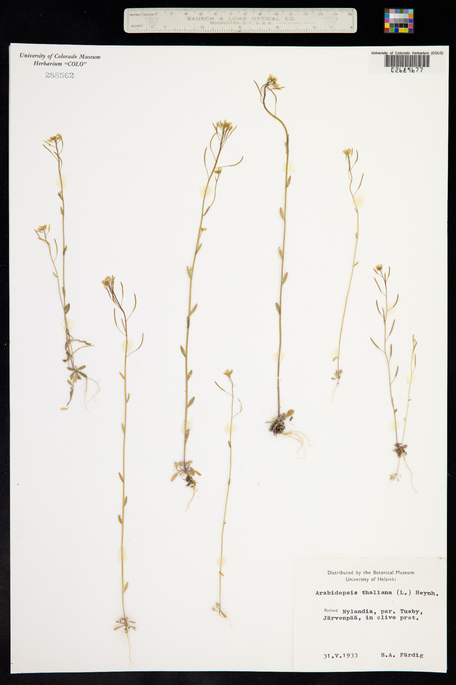 Arabidopsis thaliana image