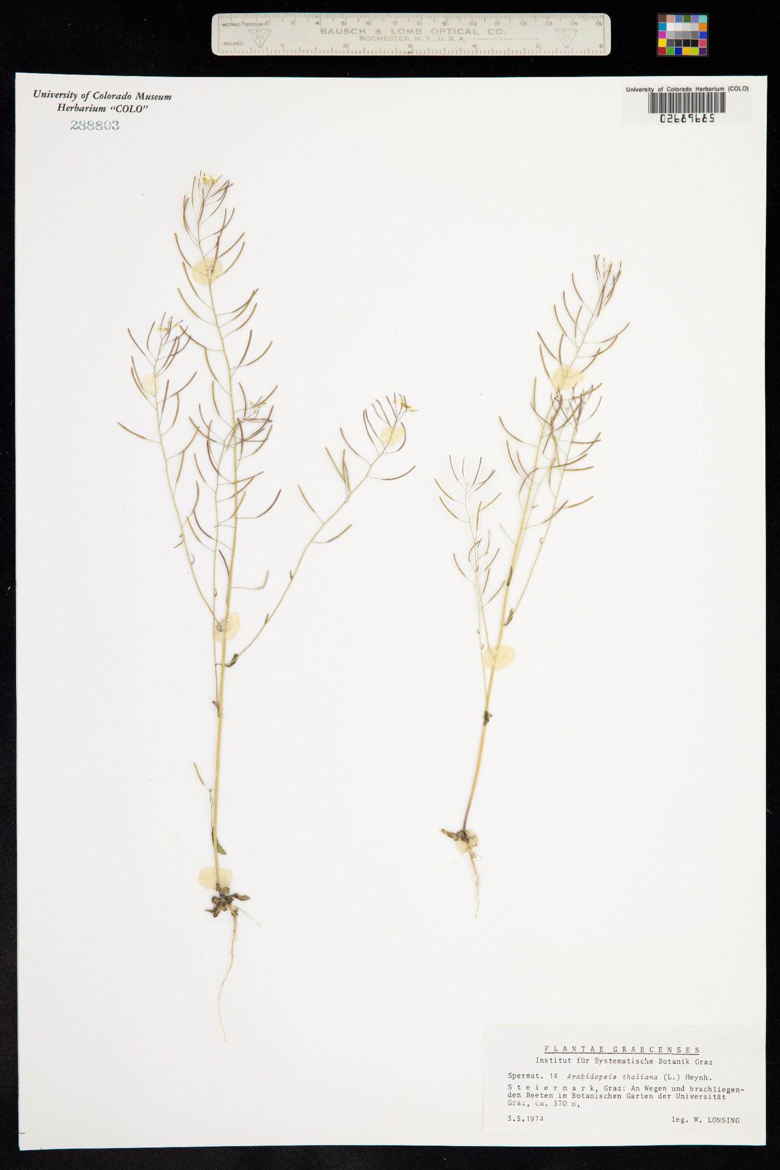 Arabidopsis thaliana image