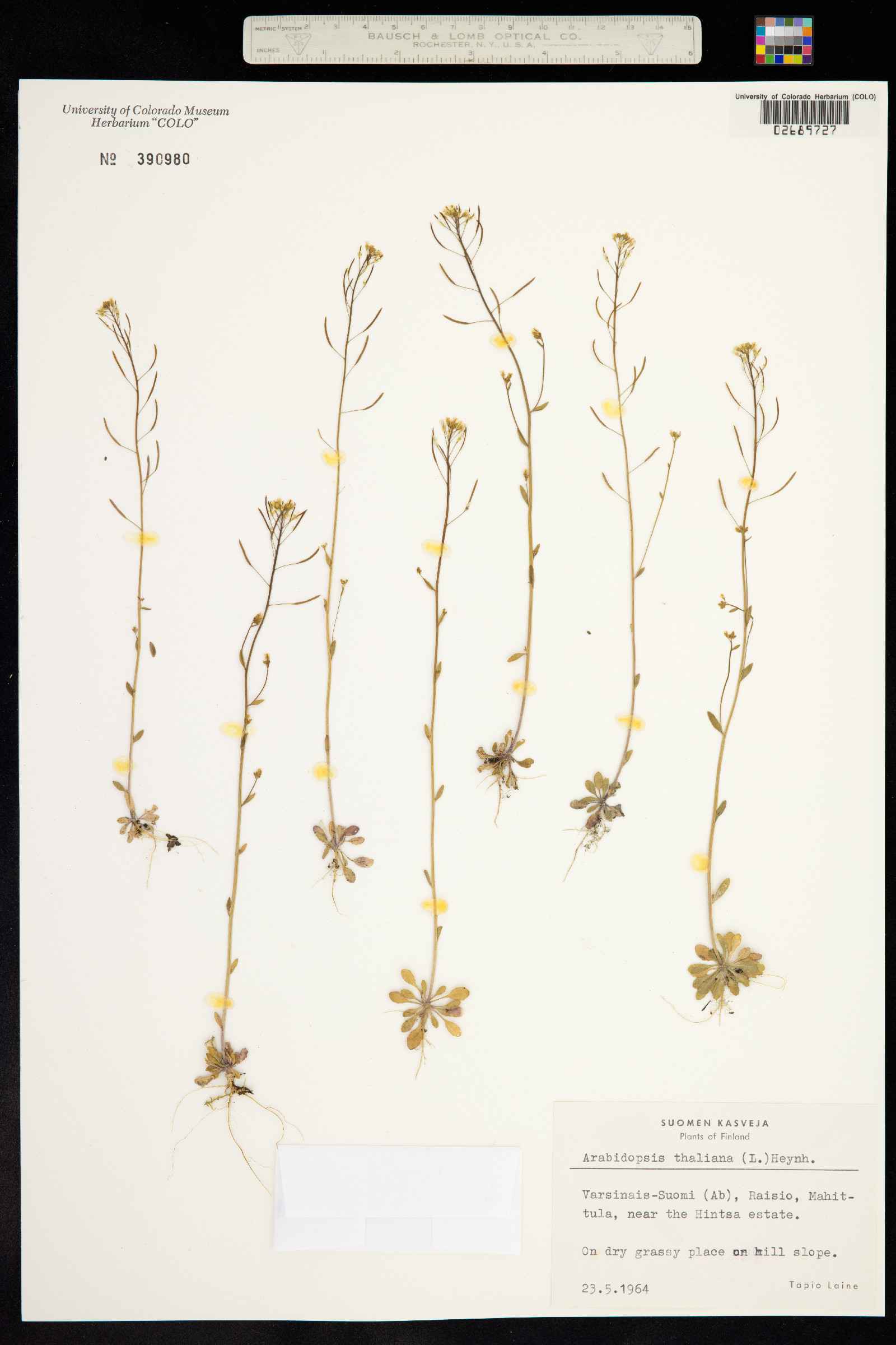 Arabidopsis image