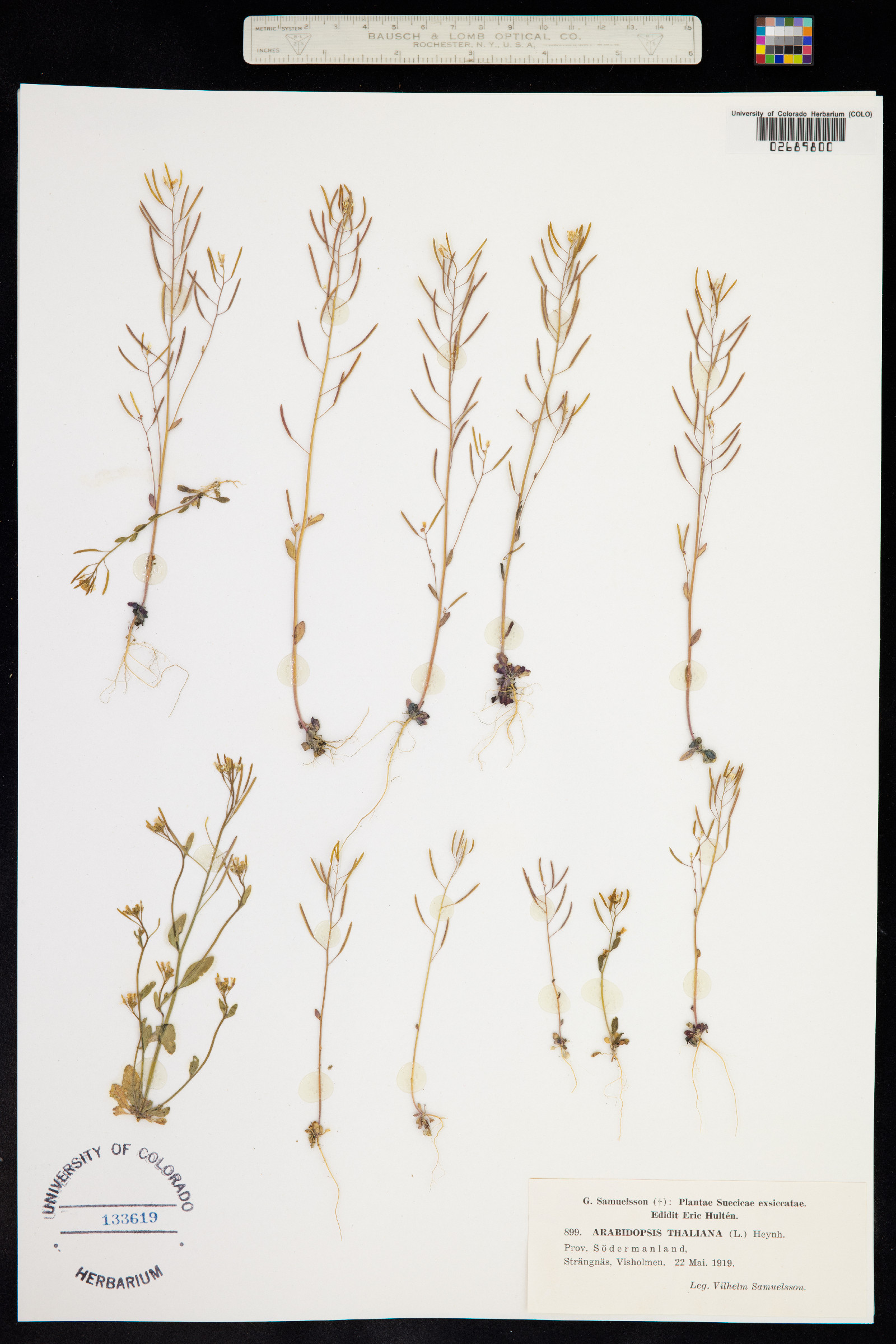 Arabidopsis thaliana image