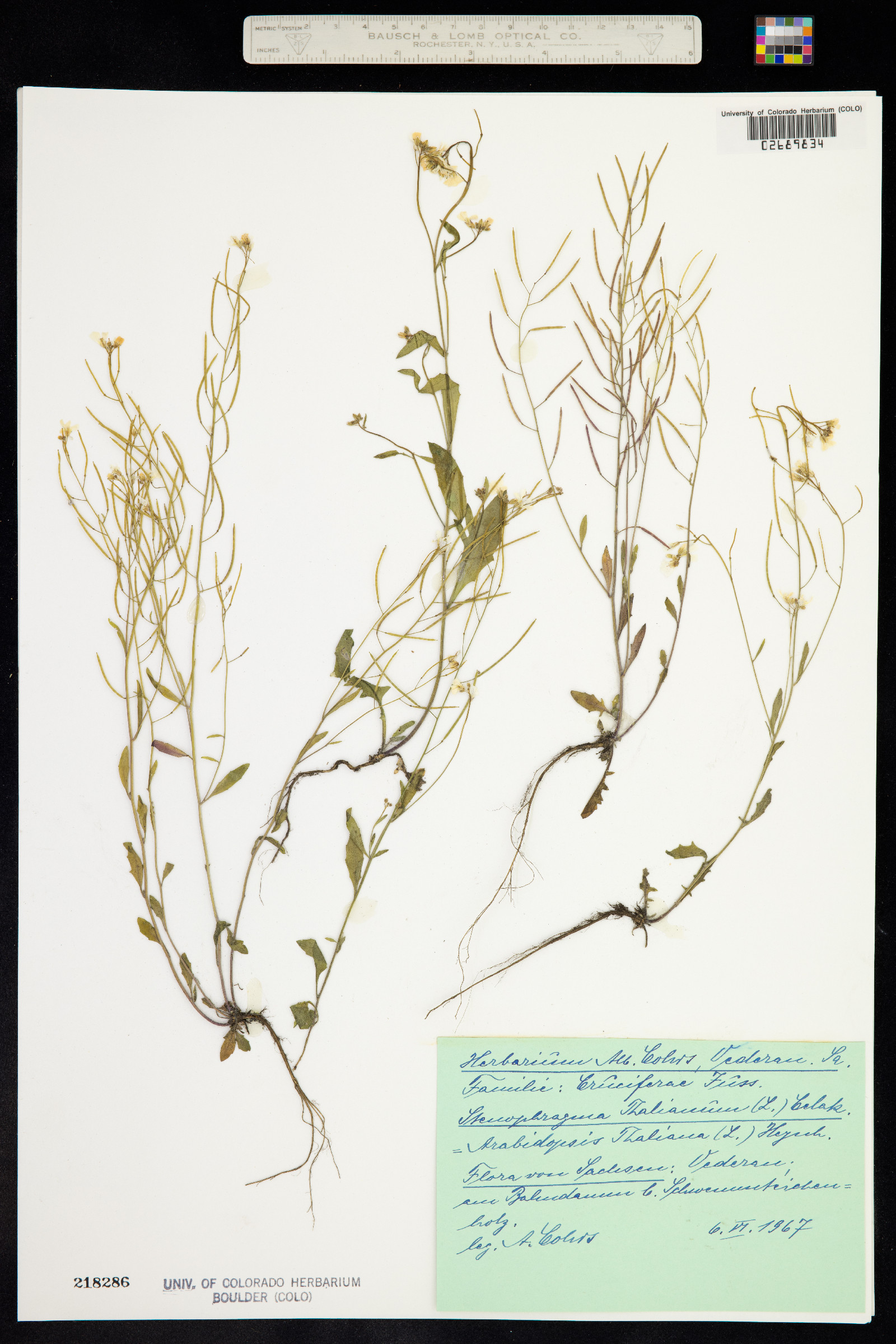 Arabidopsis thaliana image