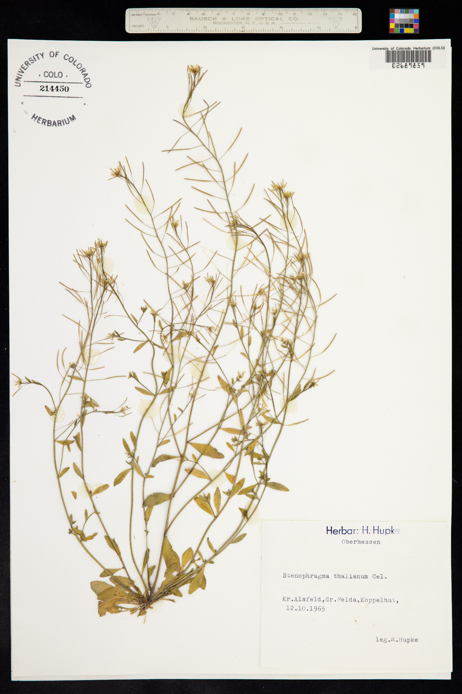Arabidopsis thaliana image