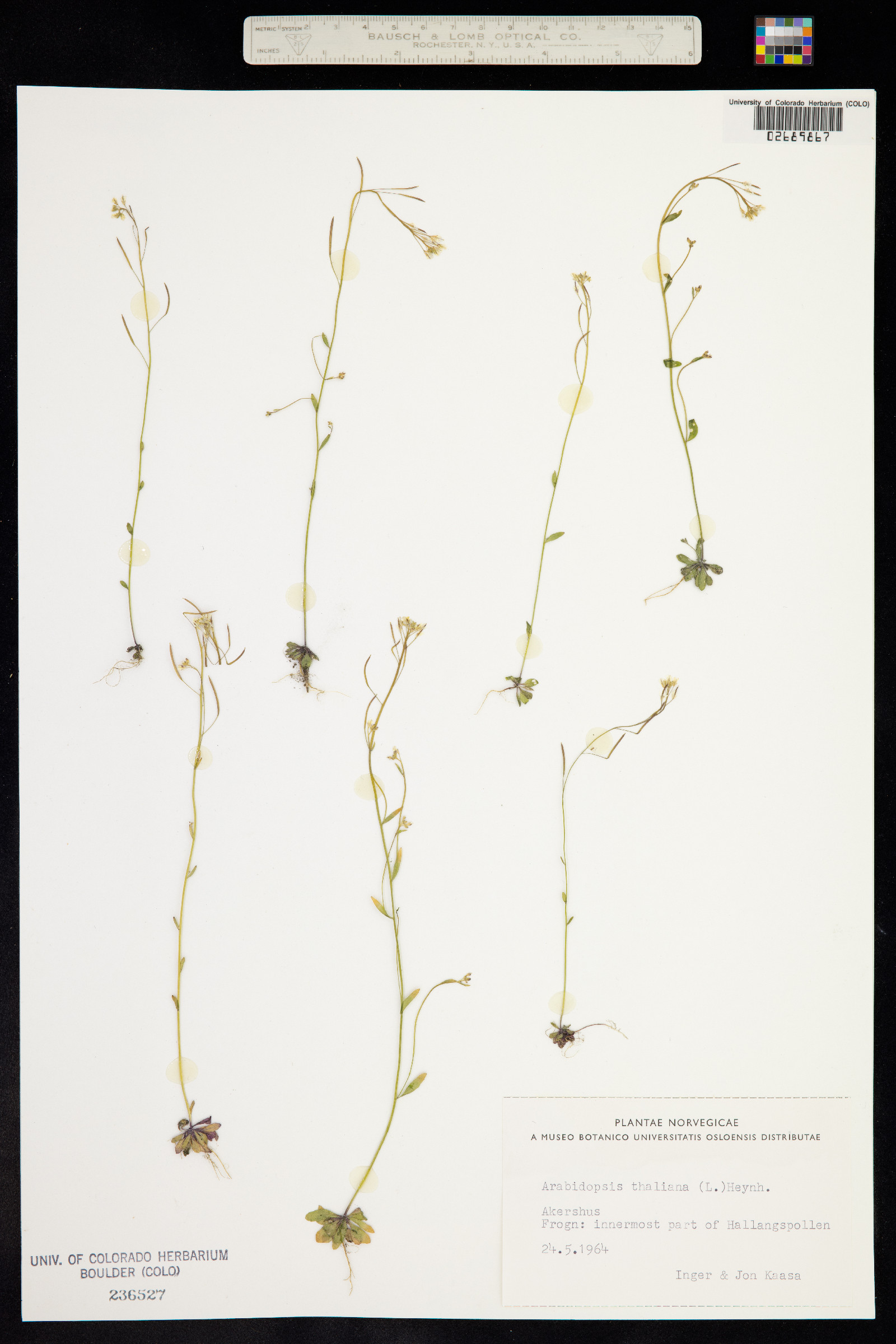 Arabidopsis thaliana image