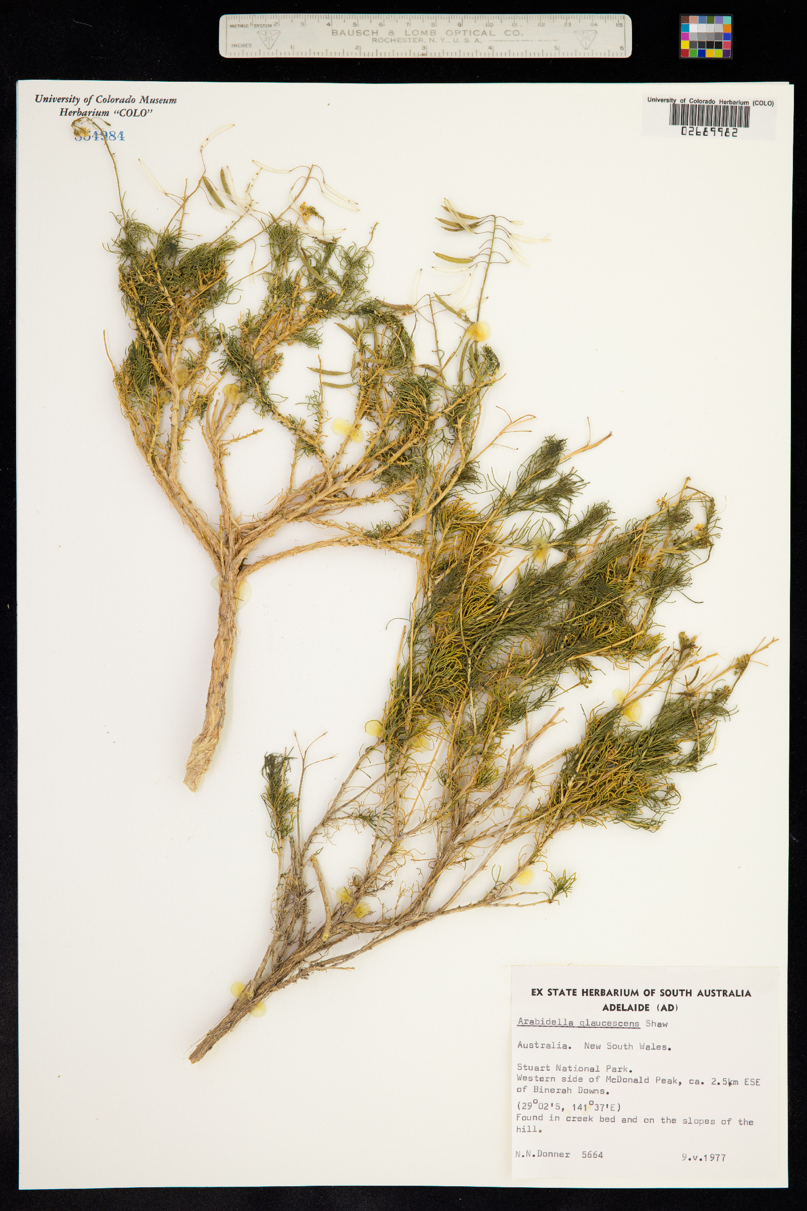 Arabidella glaucescens image