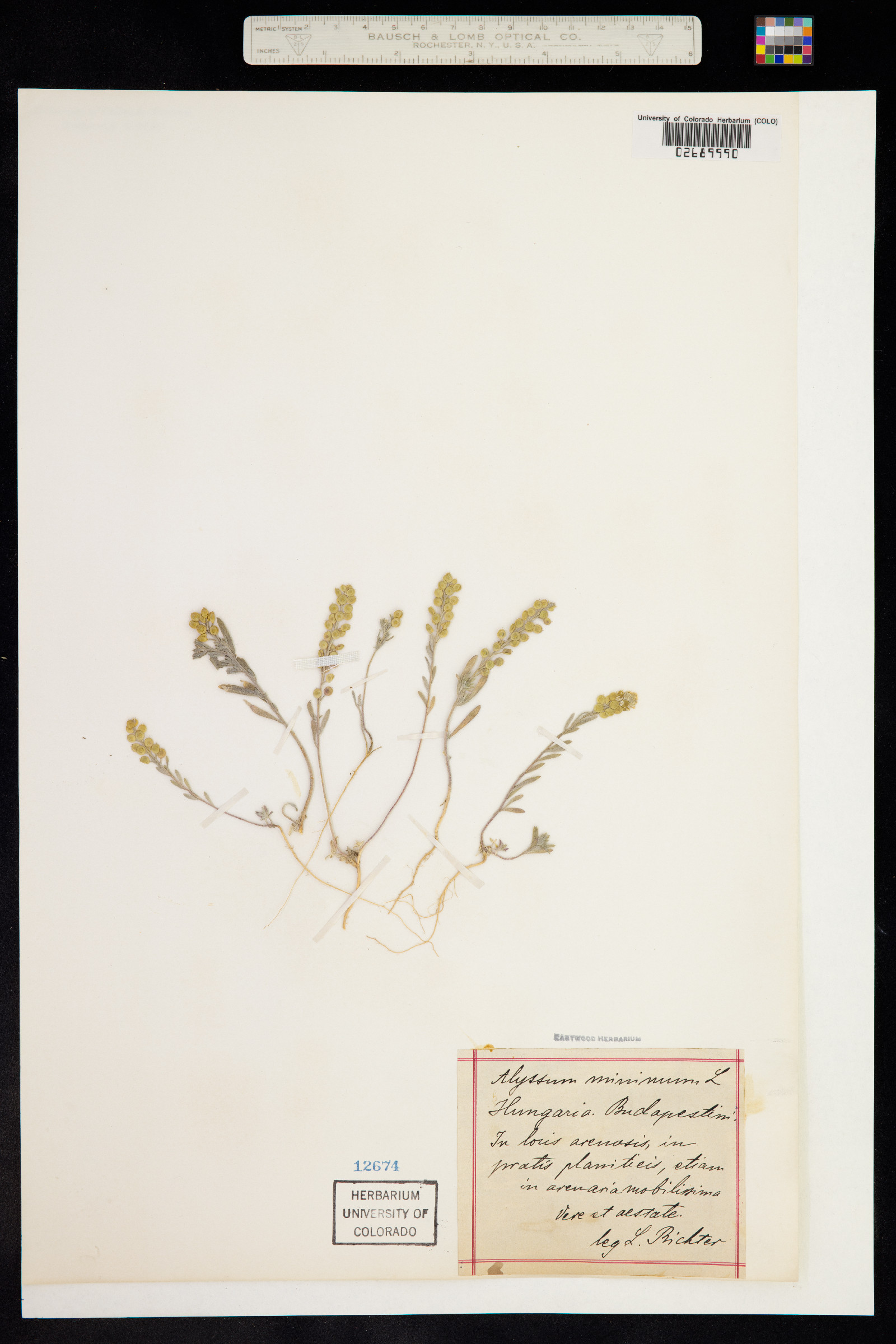 Alyssum turkestanicum image