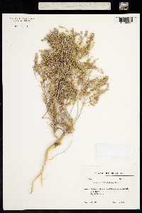 Alyssum obtusifolium image