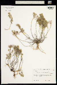 Image of Alyssum obtusifolium