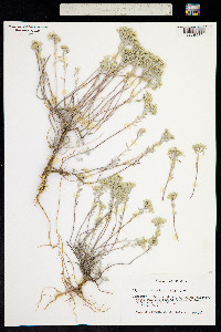 Alyssum serpyllifolium image