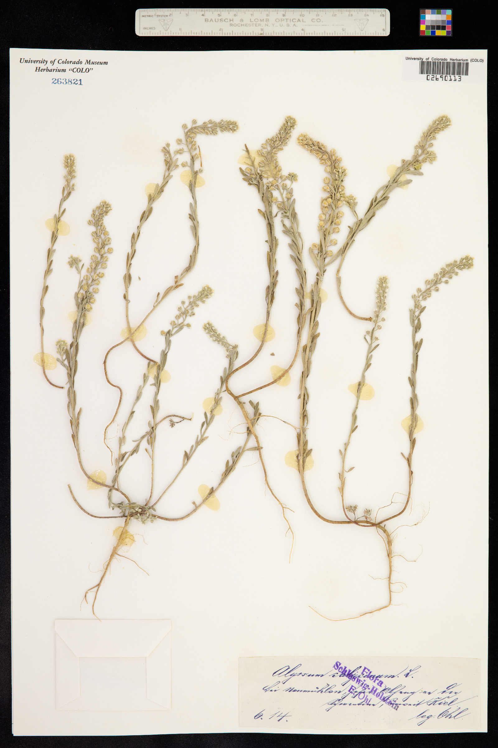Alyssum alyssoides image