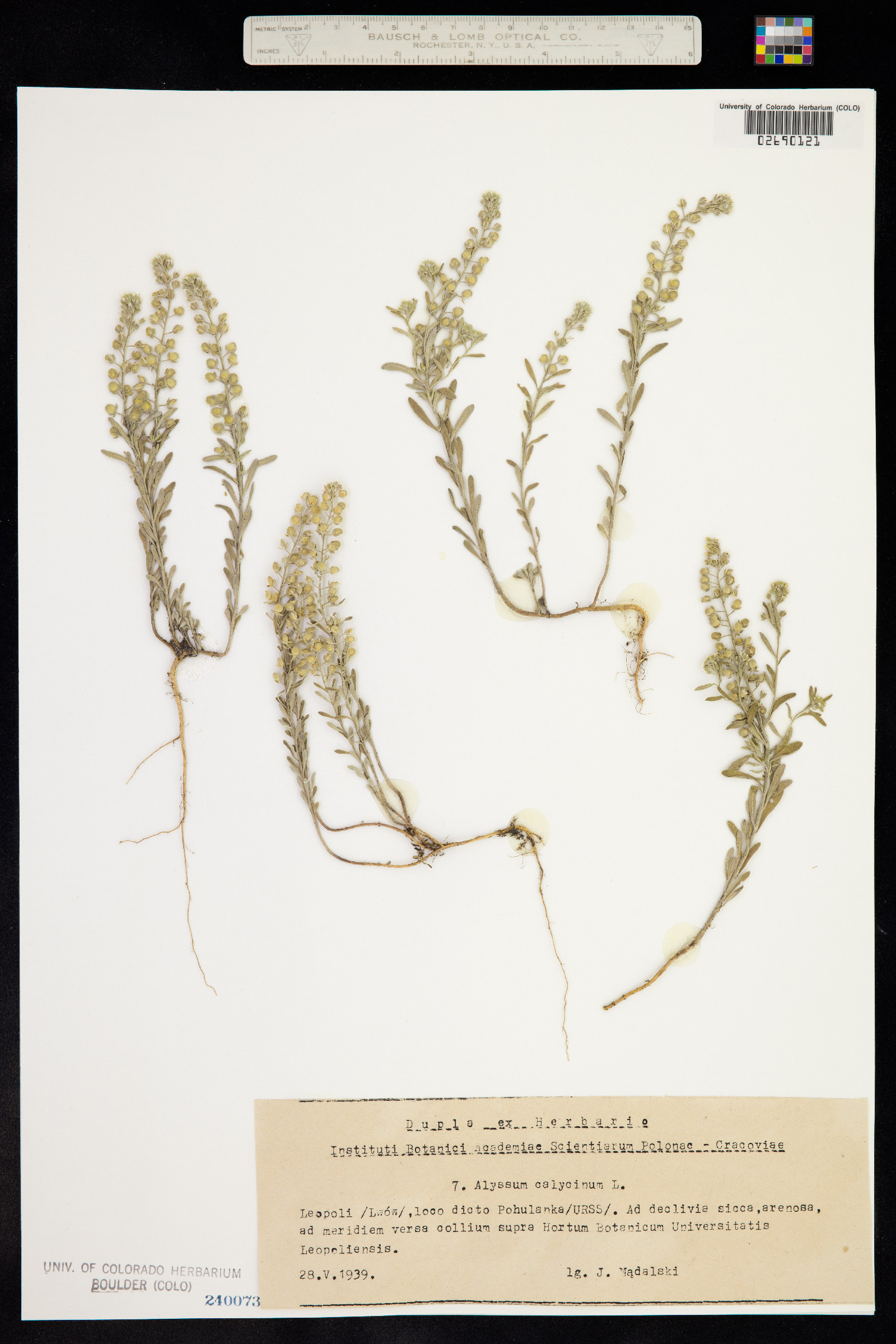 Alyssum alyssoides image