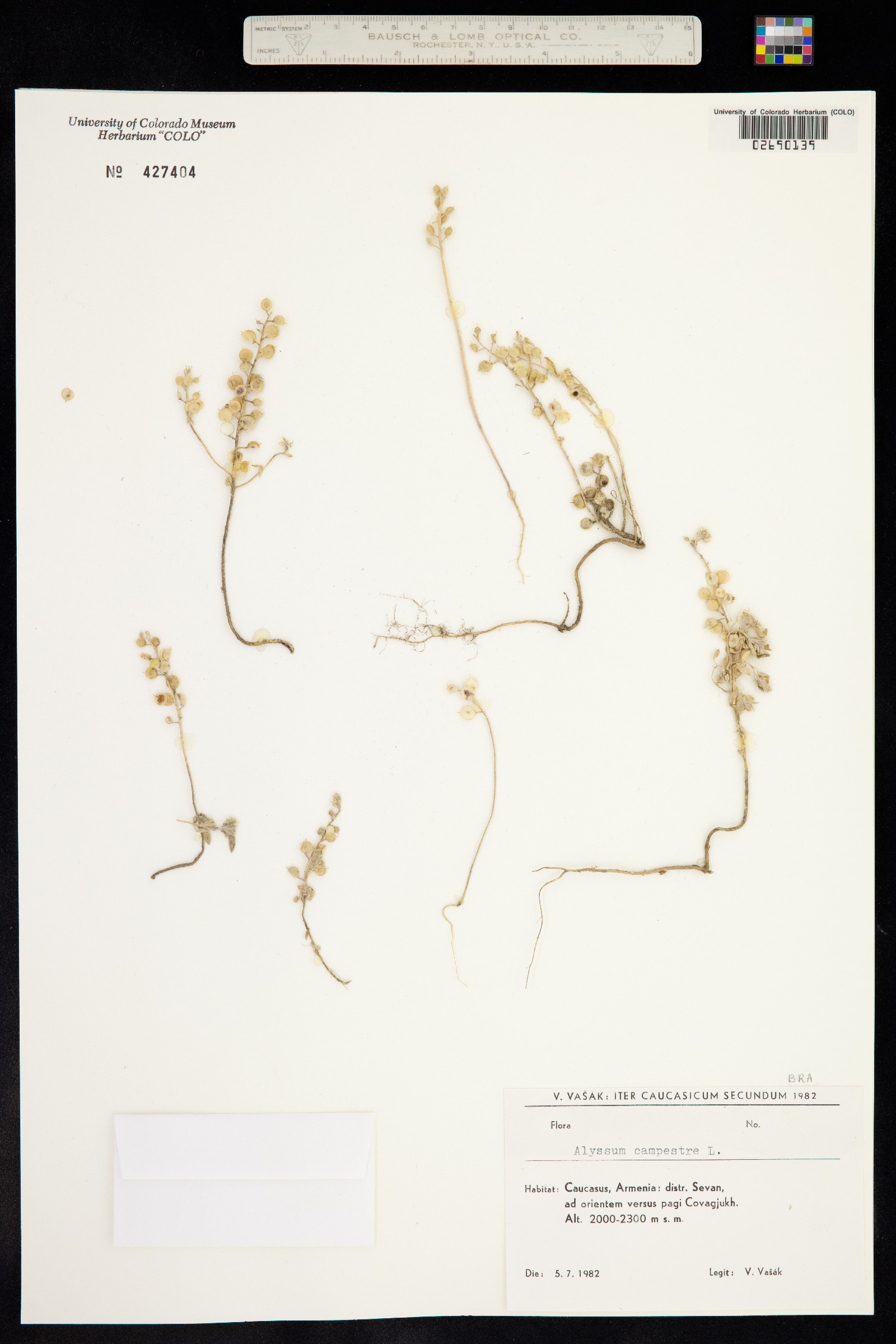 Alyssum alyssoides image