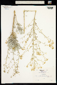 Image of Alyssum corsicum