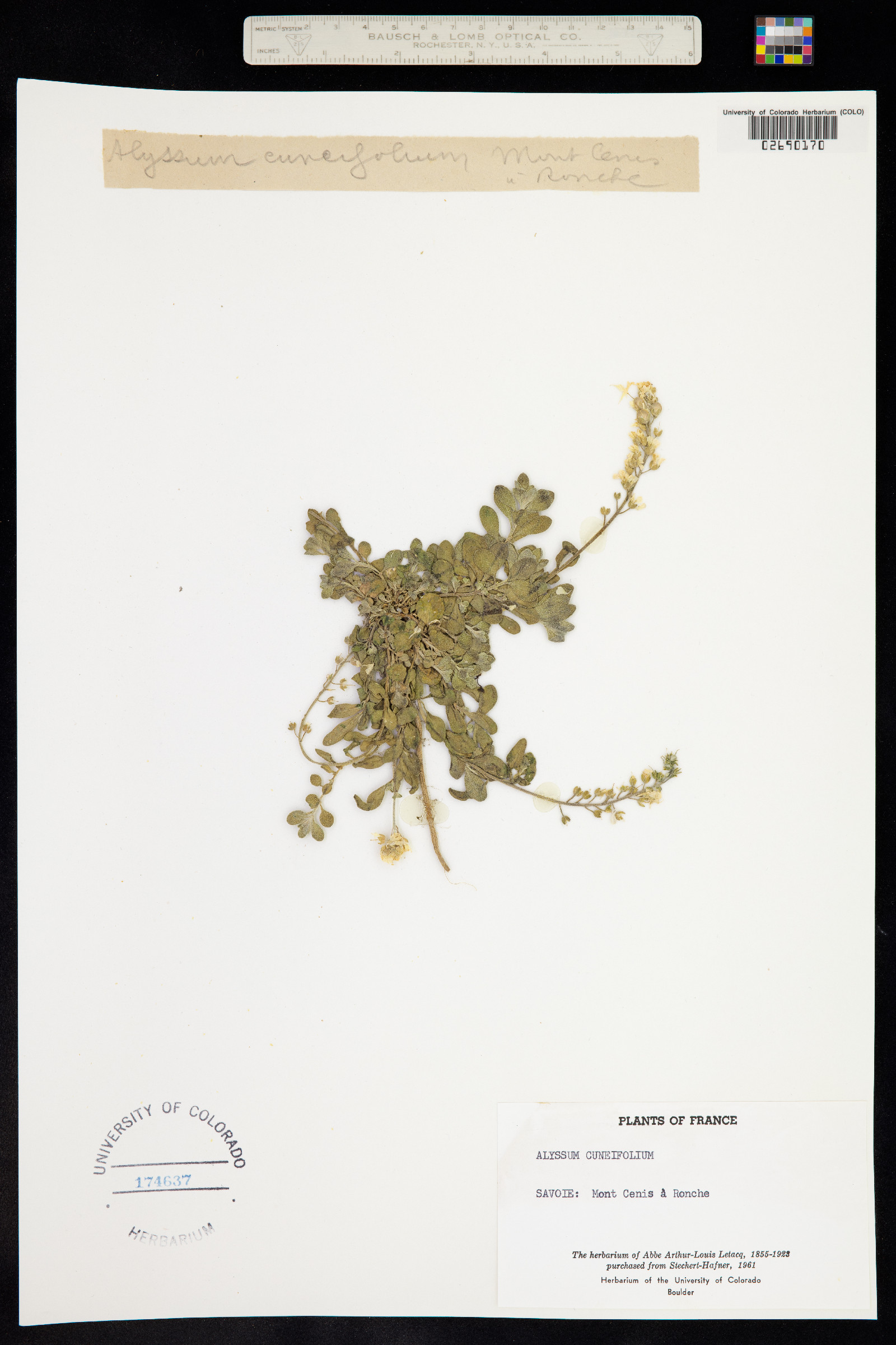 Alyssum cuneifolium image