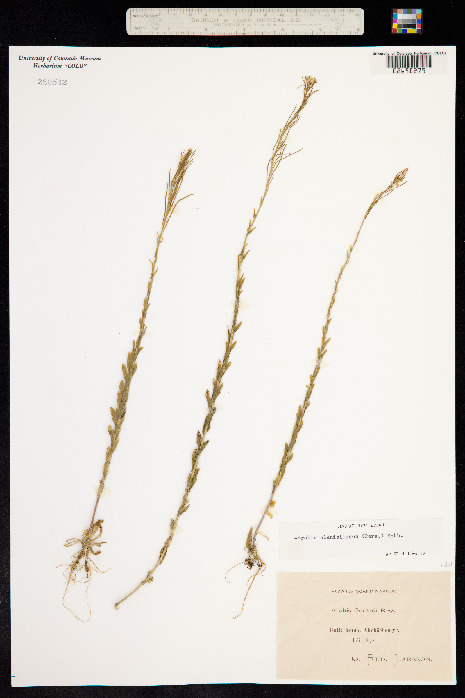 Arabis planisiliqua image