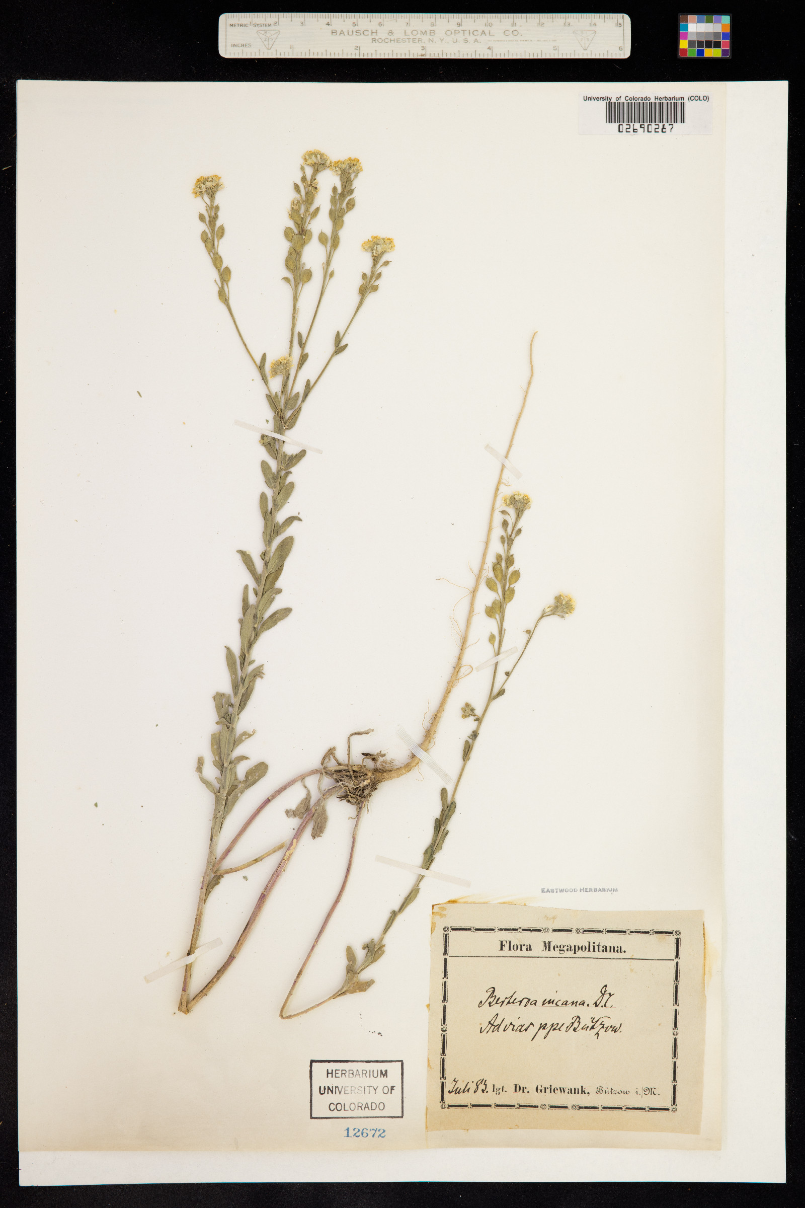 Berteroa incana image