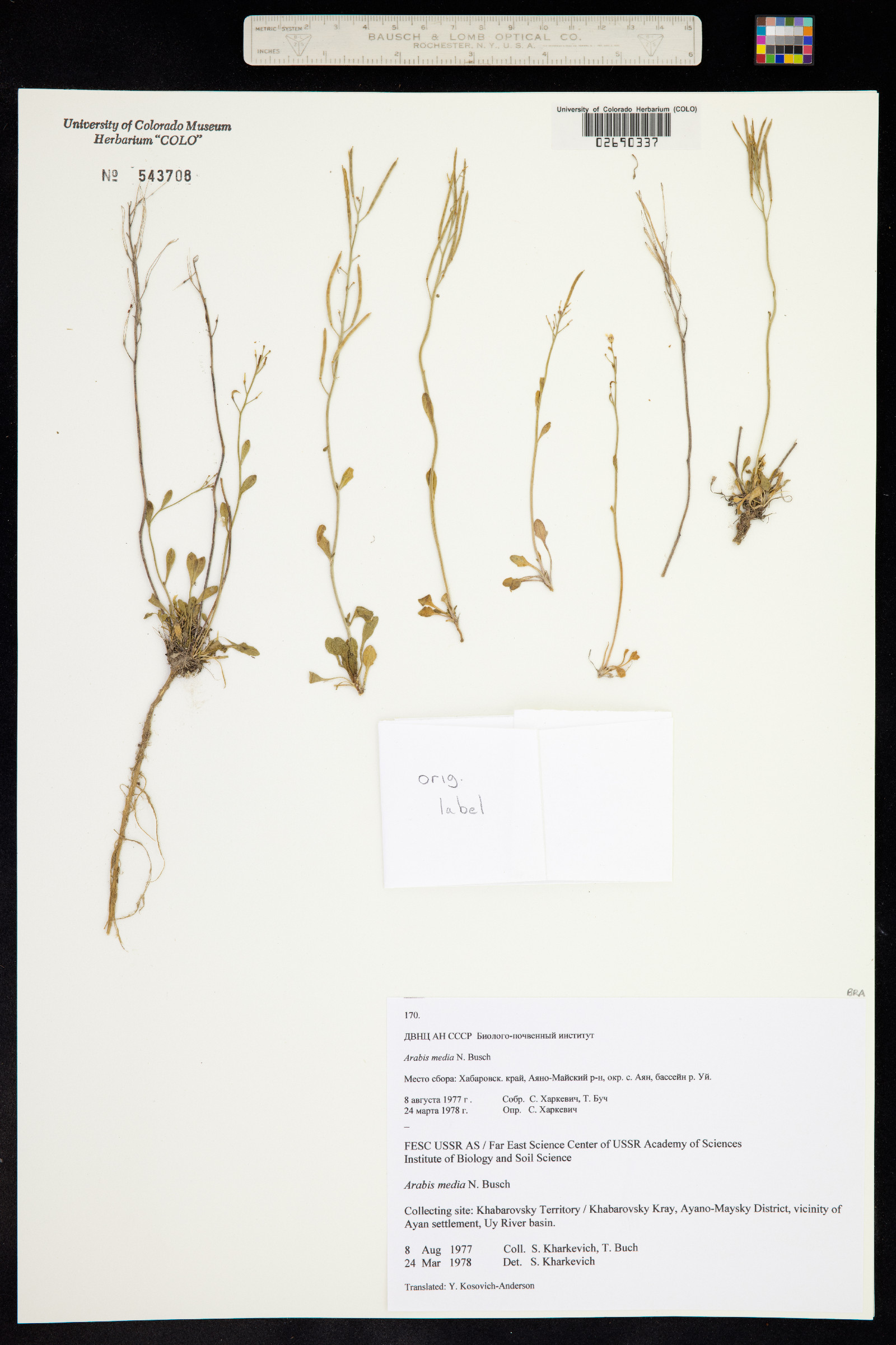Arabidopsis lyrata ssp. petraea image