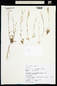 Arabidopsis lyrata ssp. petraea image