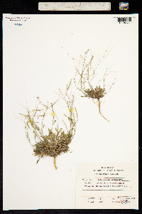Arabidopsis lyrata ssp. petraea image