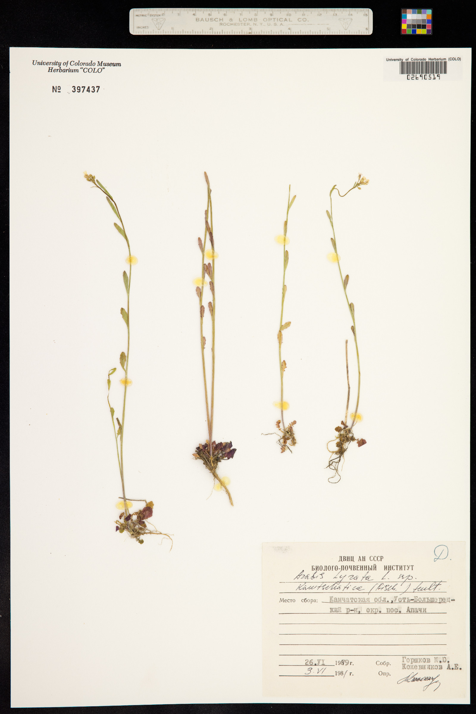 Arabidopsis lyrata ssp. lyrata image