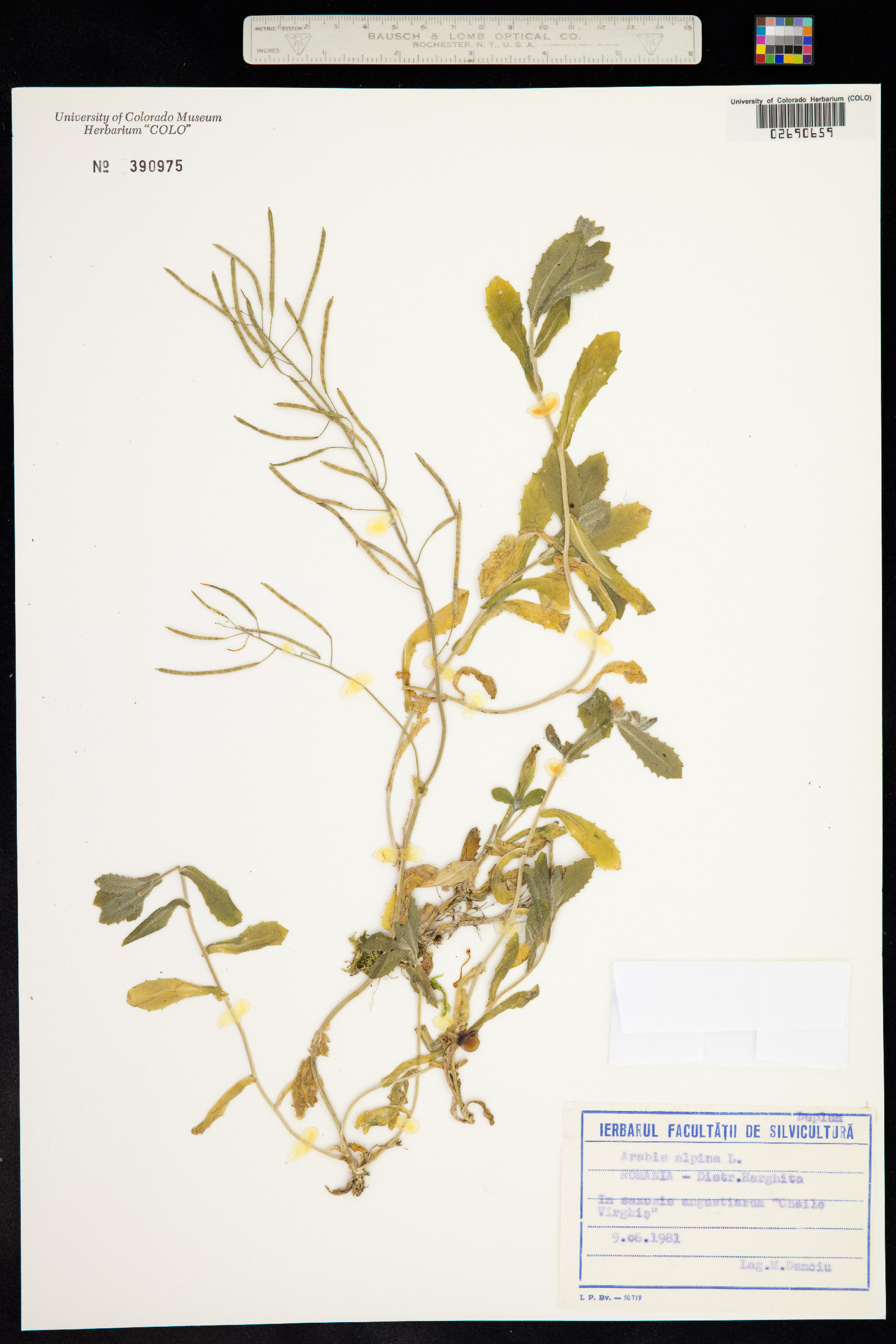 Arabis alpina image