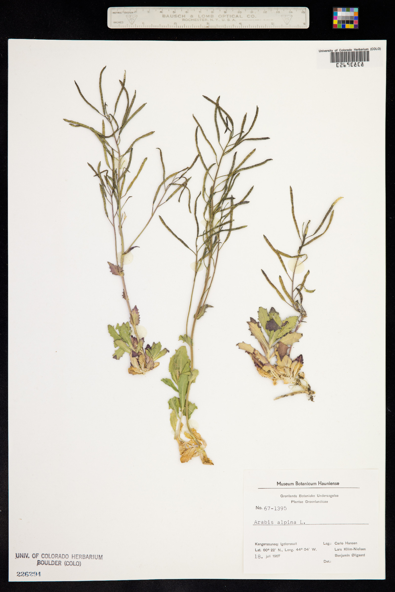 Arabis alpina image