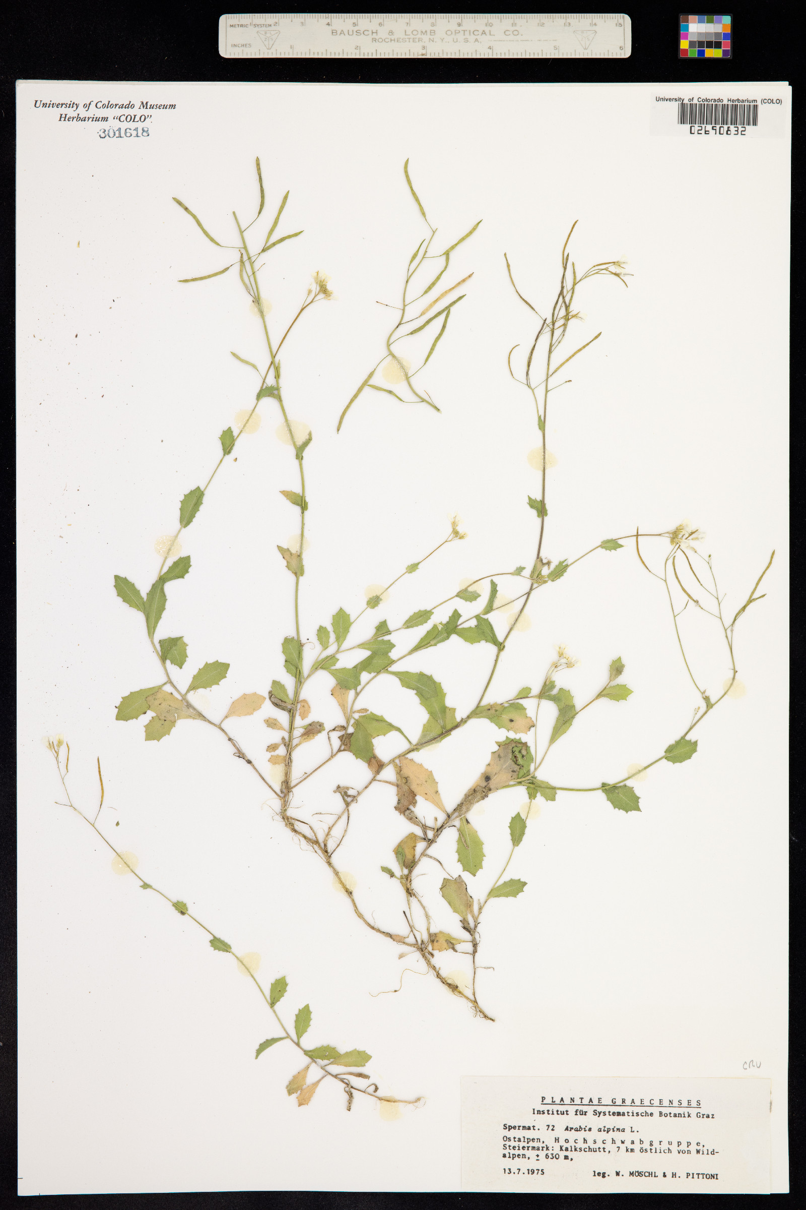 Arabis alpina image