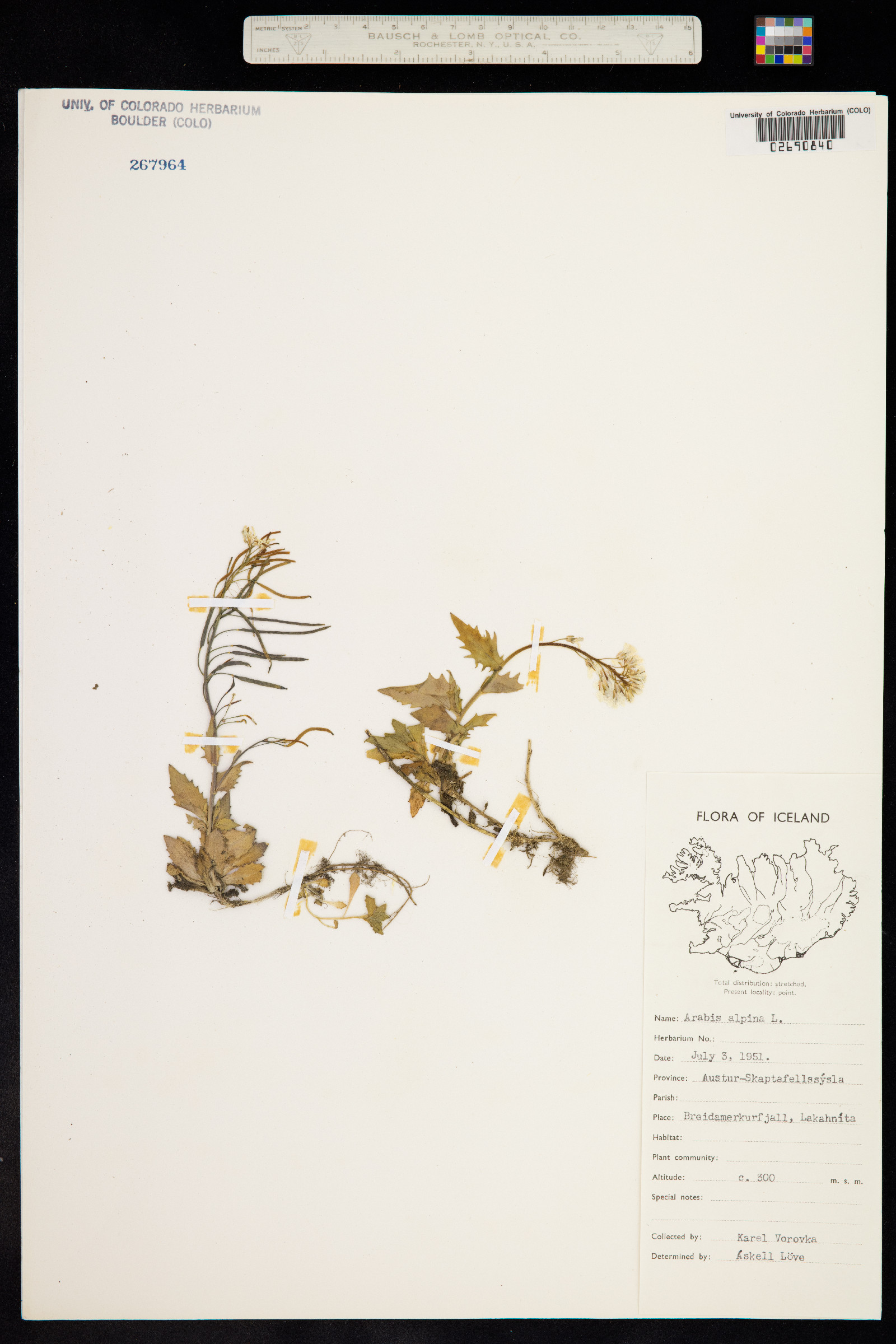 Arabis alpina image