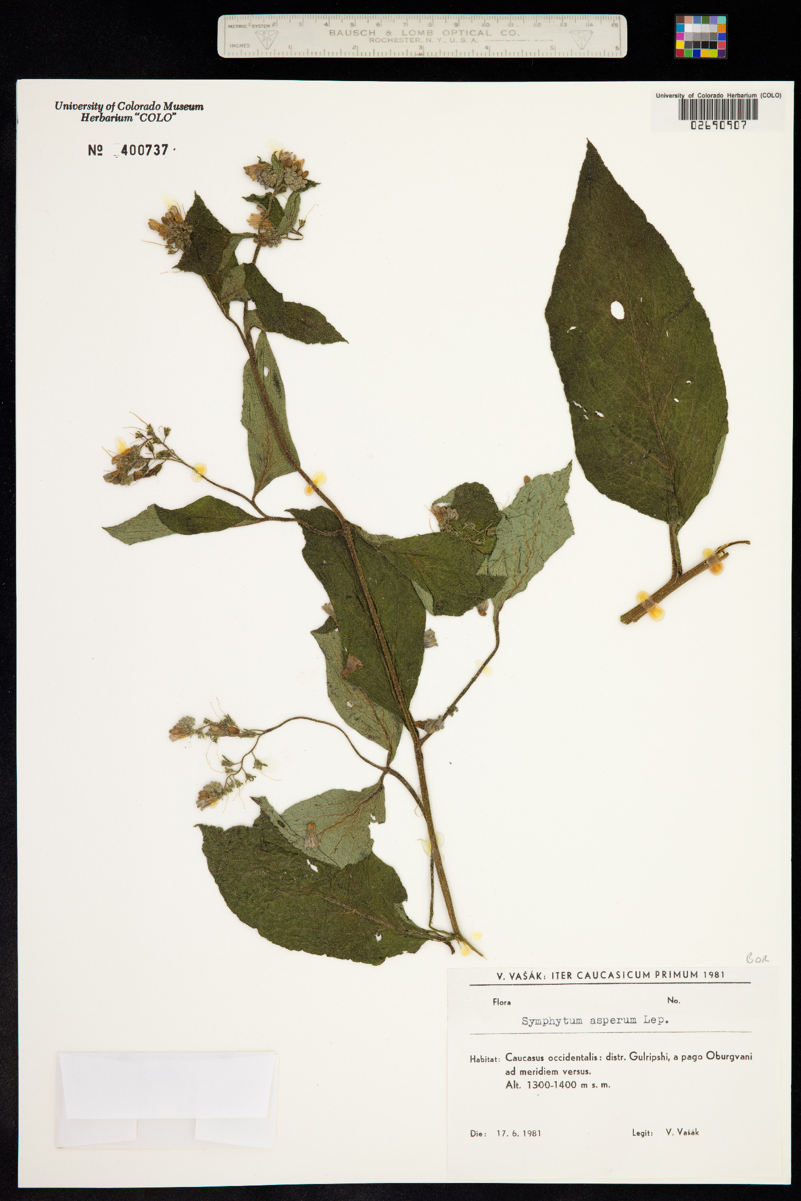 Symphytum asperum image