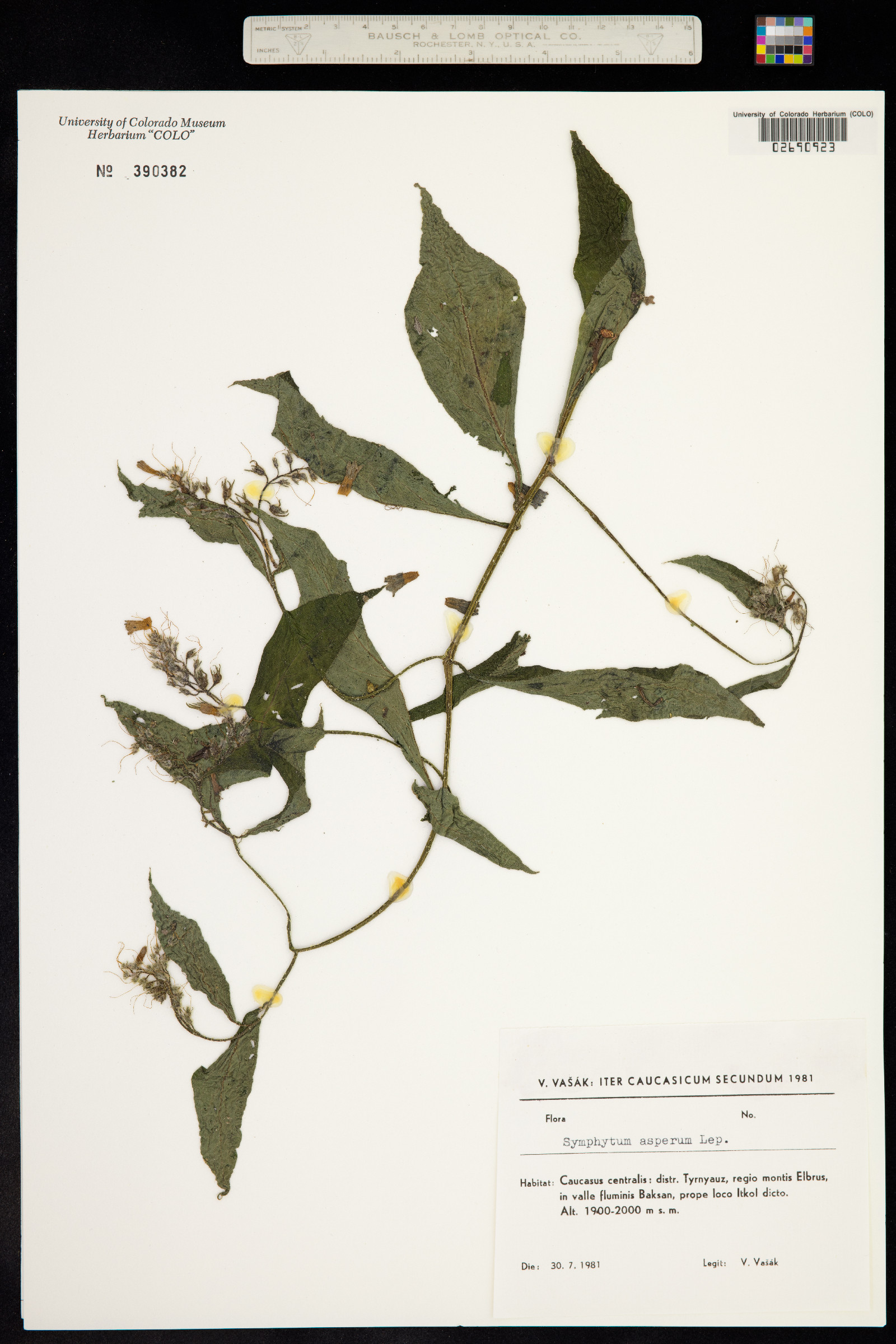 Symphytum asperum image