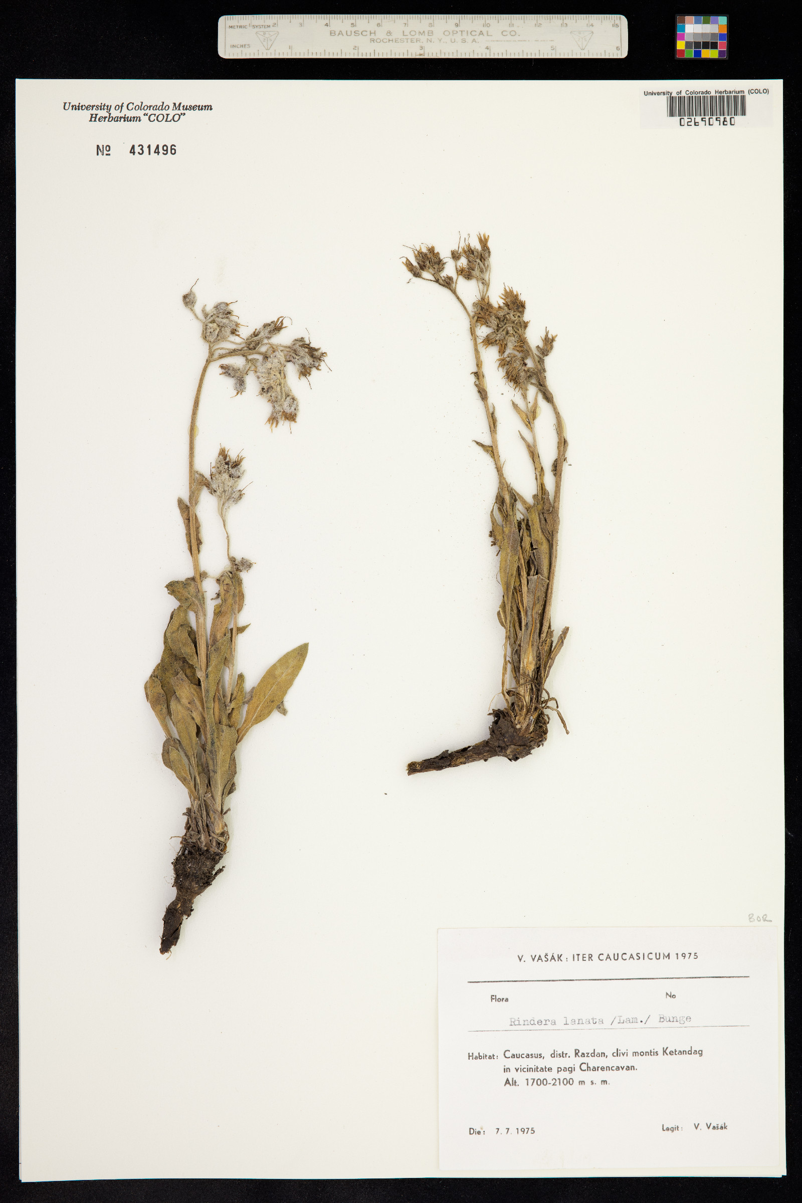 Rindera lanata image
