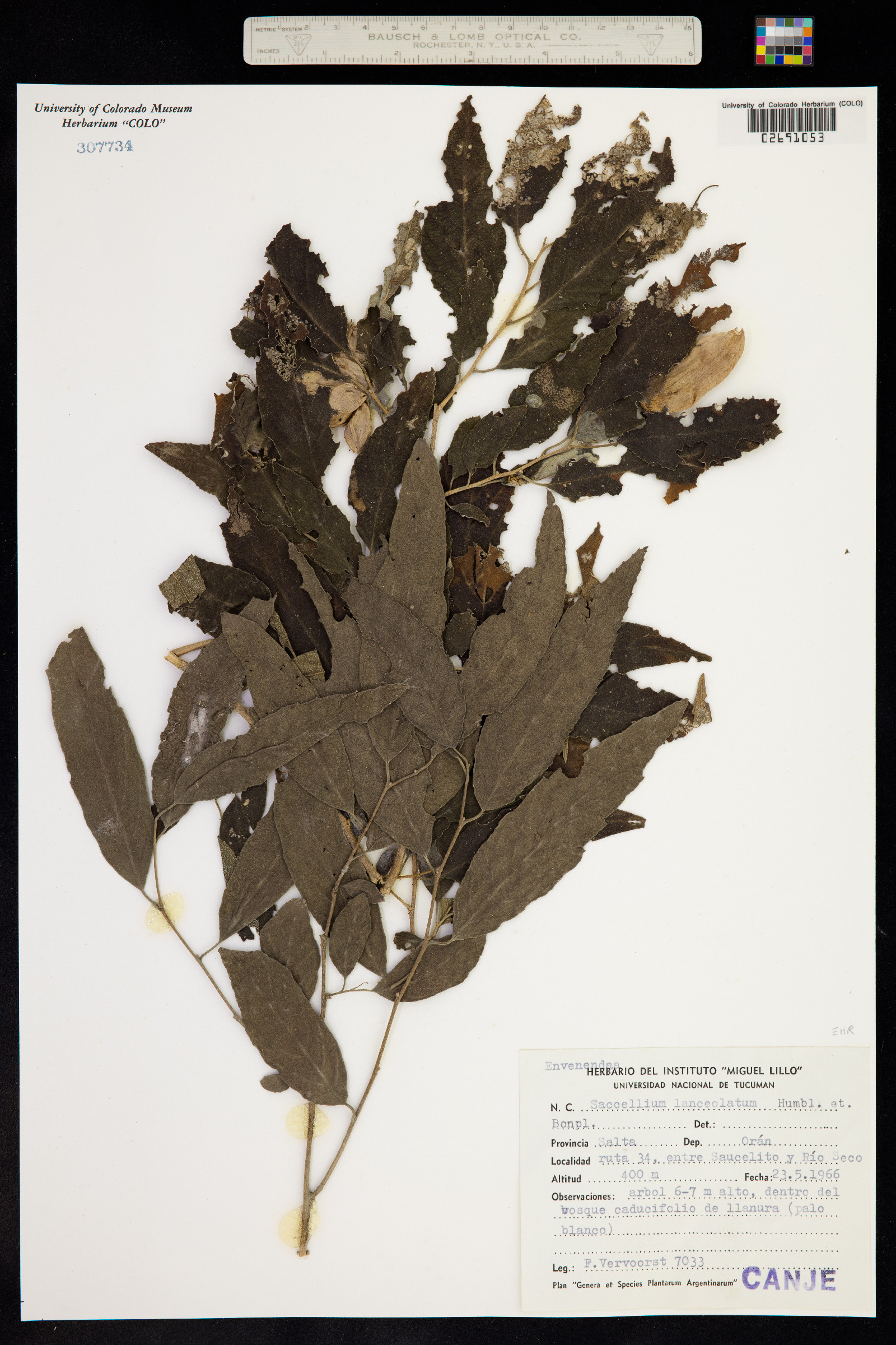 Saccellium lanceolatum image
