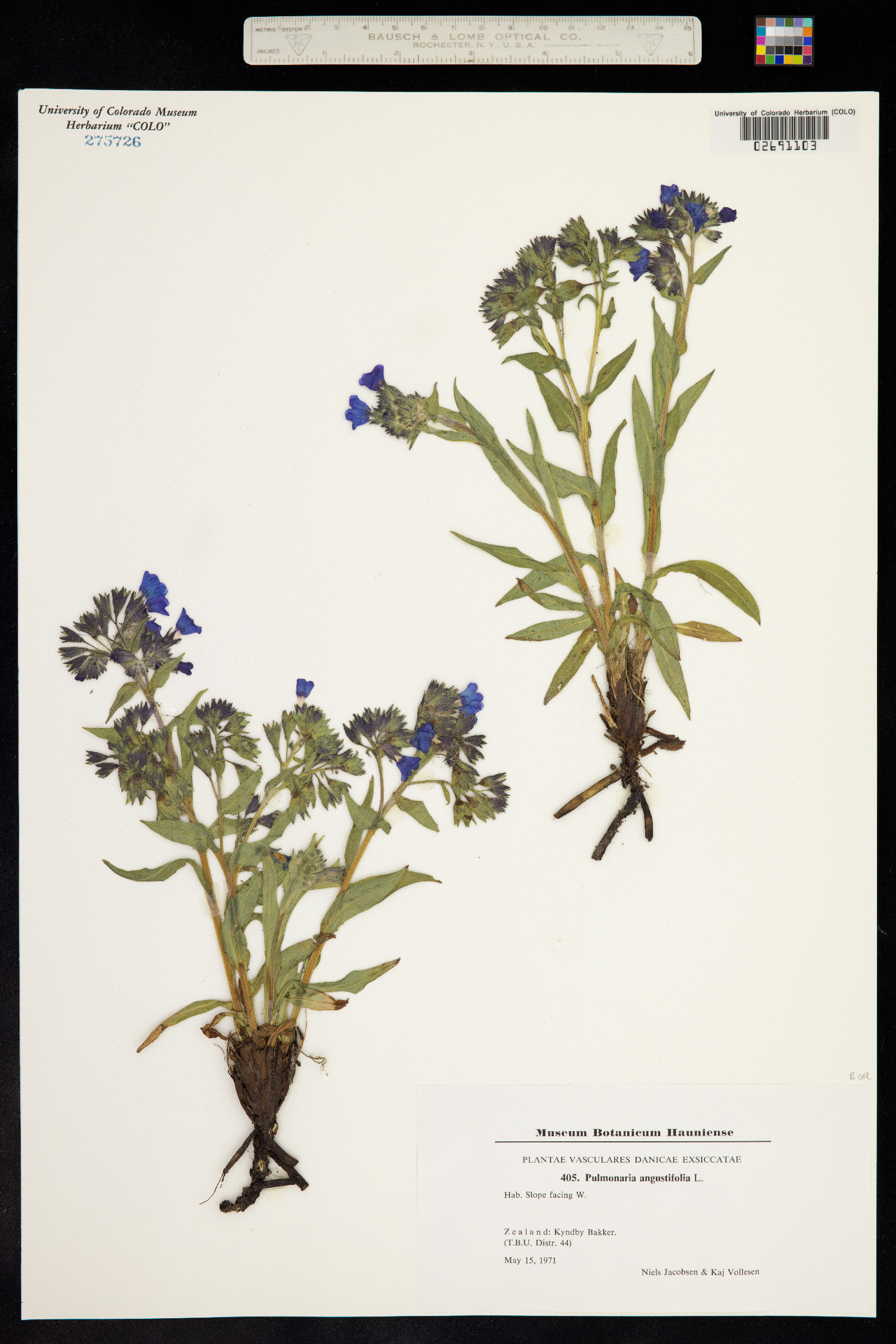Pulmonaria angustifolia image