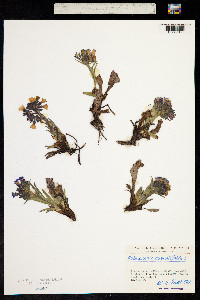 Pulmonaria angustifolia image