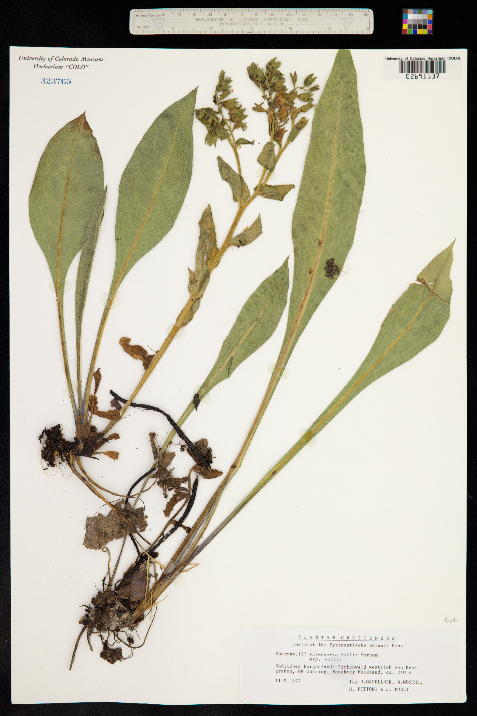 Pulmonaria mollis image
