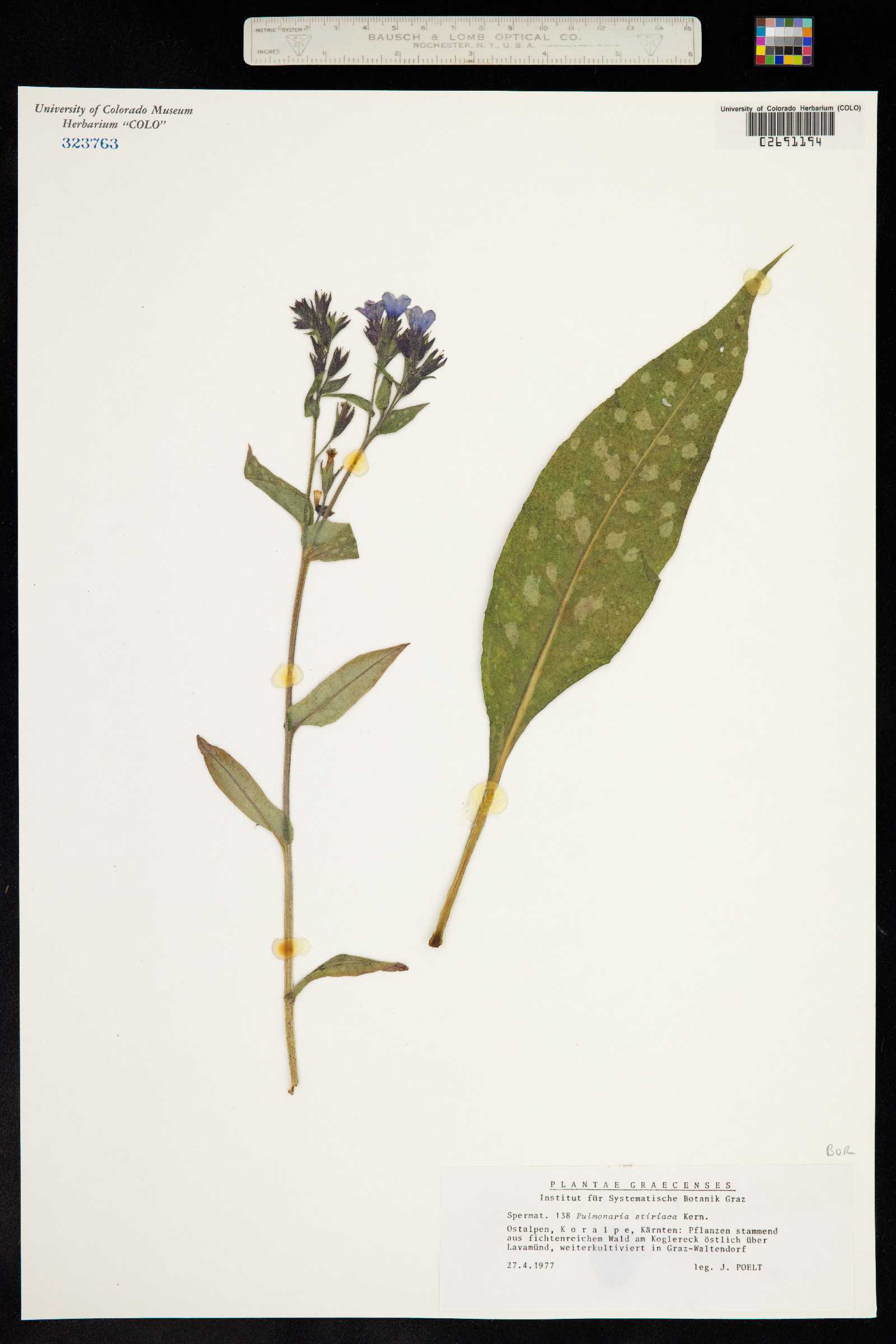 Pulmonaria stiriaca image
