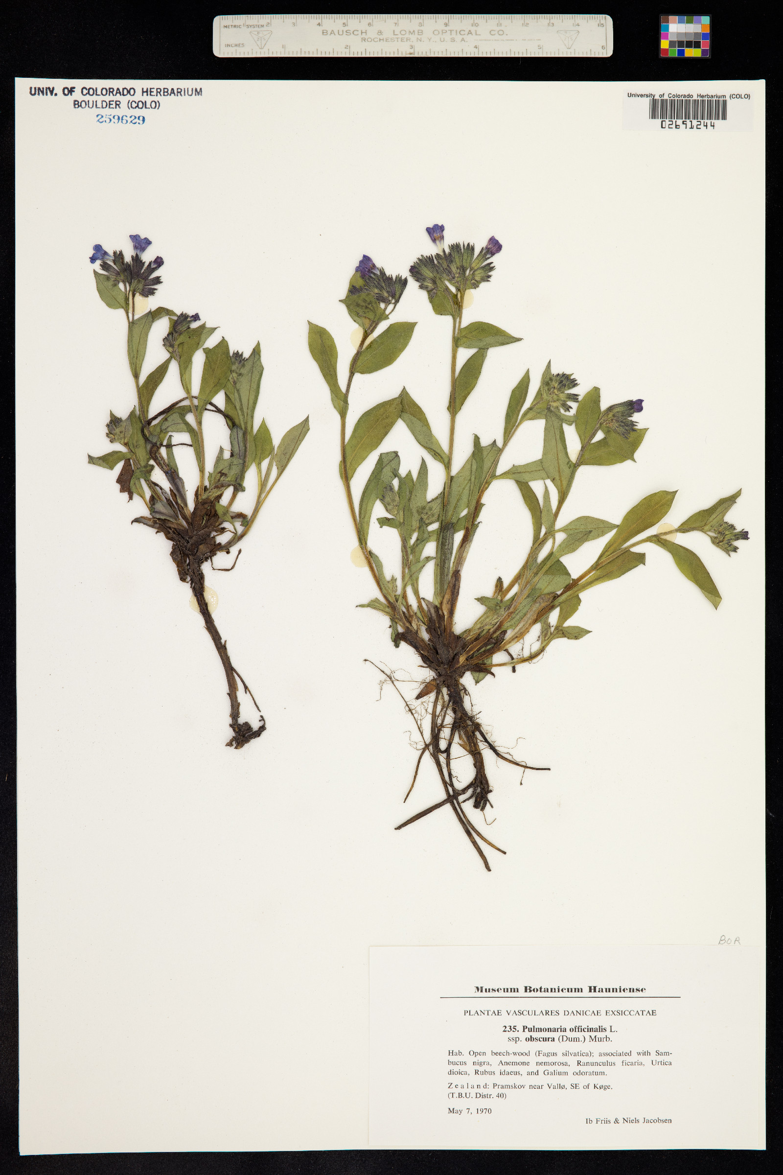 Pulmonaria officinalis image