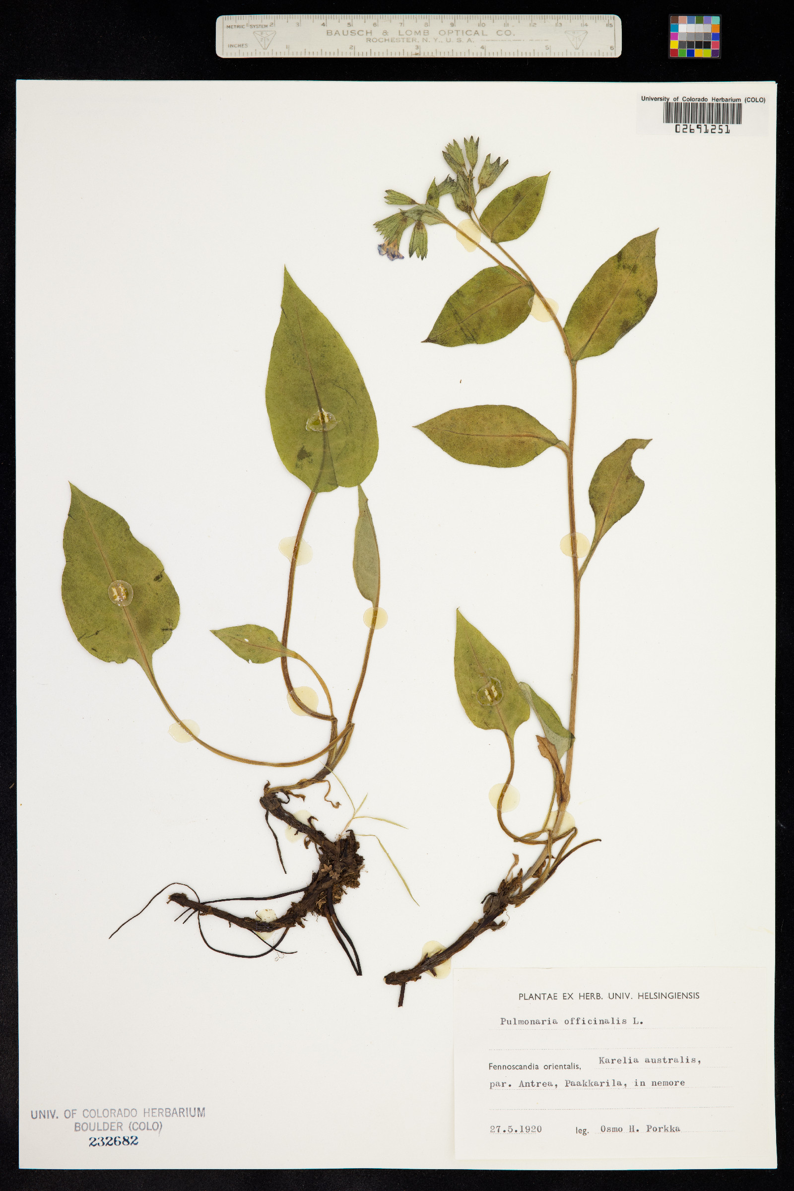 Pulmonaria officinalis image