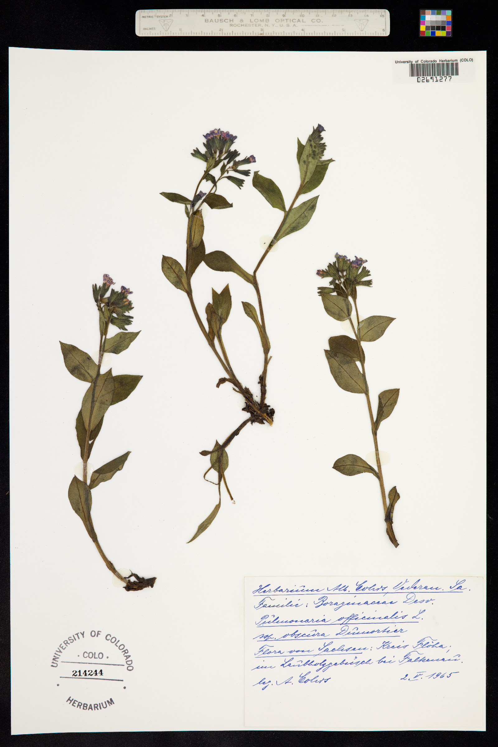 Pulmonaria officinalis image