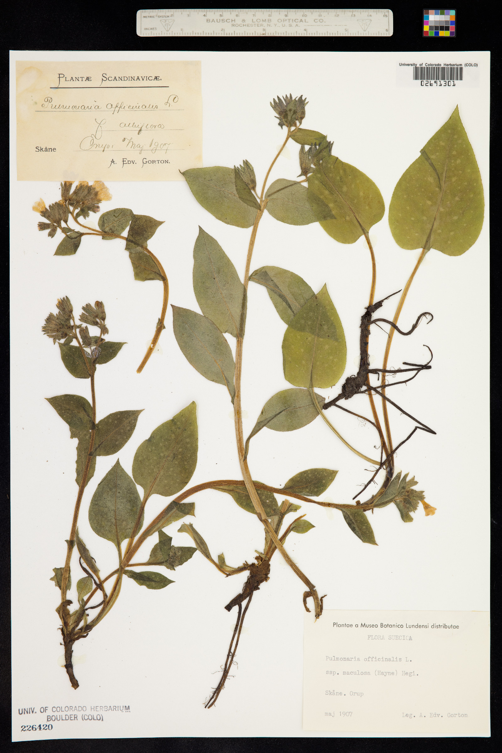 Pulmonaria officinalis image